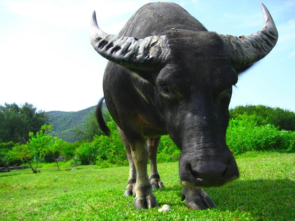 1030x770 Free Water Buffalo Wallpaper download, Desktop