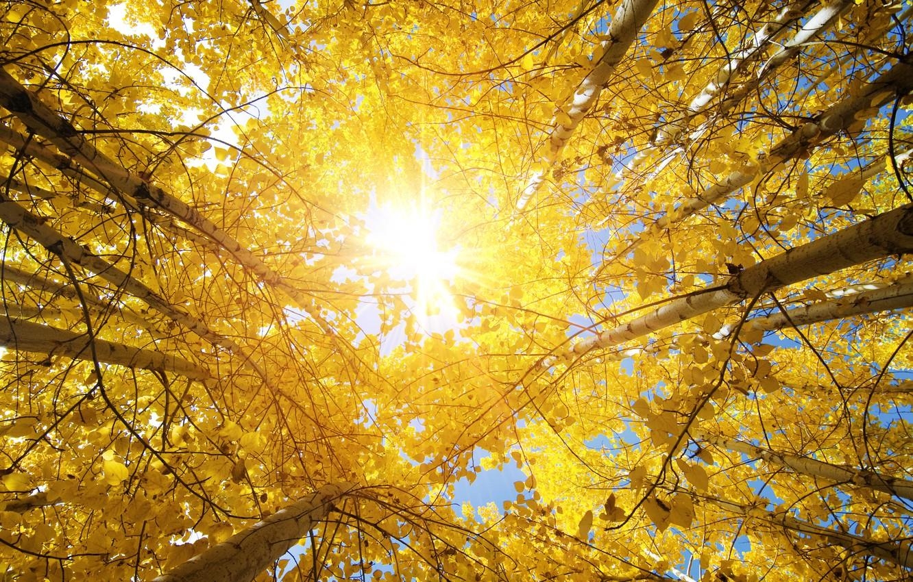 1340x850 Wallpaper leaves, landscape, nature, India, beautiful, landscape, nature, beautiful, the sun's rays, leaves, Autumn trees, India, sunbeams, Autumn trees, Fall Aspen Trees, autumn aspens image for desktop, section пейзажи, Desktop