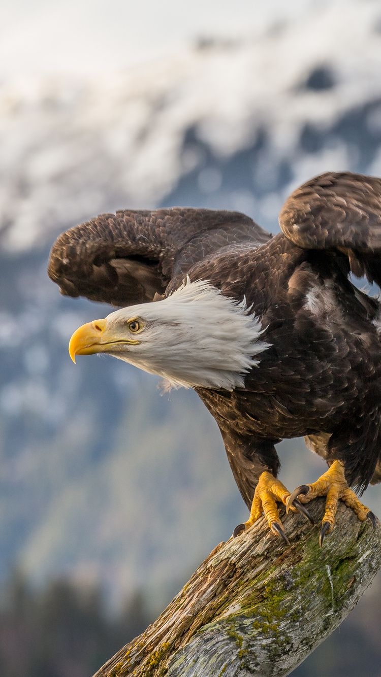 750x1340 Bald Eagle 4k iPhone iPhone 6S, iPhone 7 HD 4k Wallpaper, Image, Background, Photo and Picture, Phone