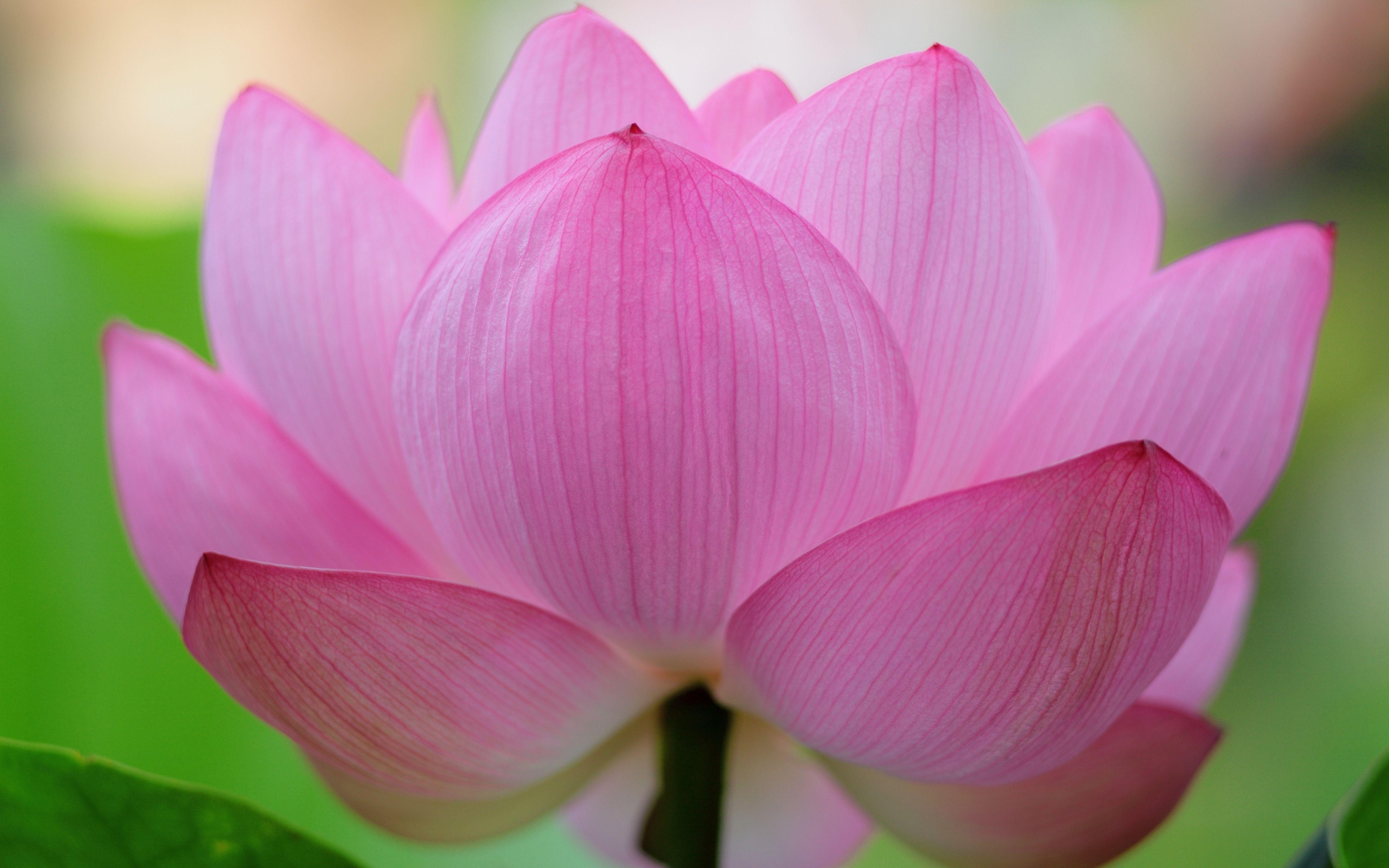 5120x3200 Pink Lotus Flower Desktop Background Wallpaper Free Download. Lotus flower wallpaper, HD flower wallpaper, Best flower wallpaper, Desktop