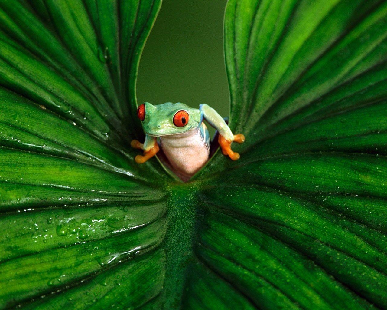 1280x1030 Desktop Wallpaper · Gallery · Animals · Red Tree Frog, Desktop