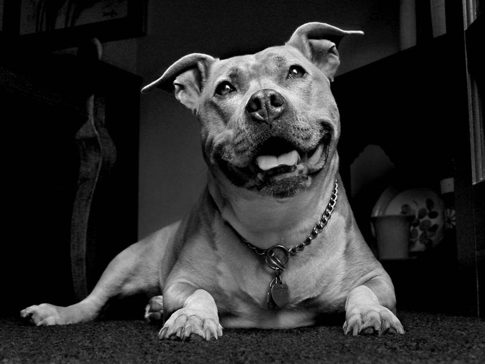 1600x1200 black white pit bull wallpaper, Desktop