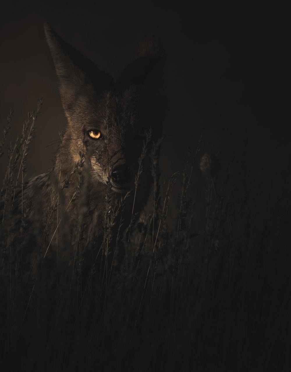 1000x1280 Jackal Picture. Download Free Image, Phone