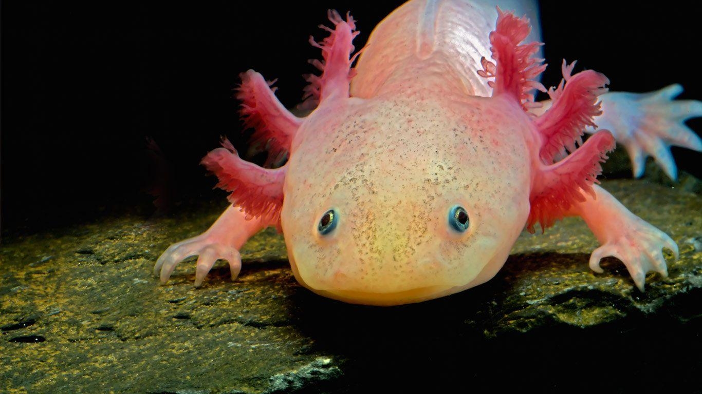 1370x770 Axolotl wallpaper, Desktop