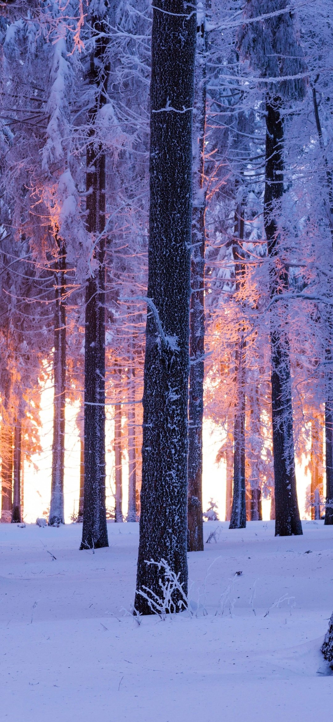 1080x2340 Forest Wallpaper 4K, Winter, Snowy, Nature, Phone