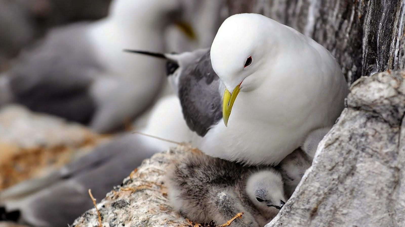 1600x900 Newhdwallpaper: Soft white Columbidae wallpaper, Desktop