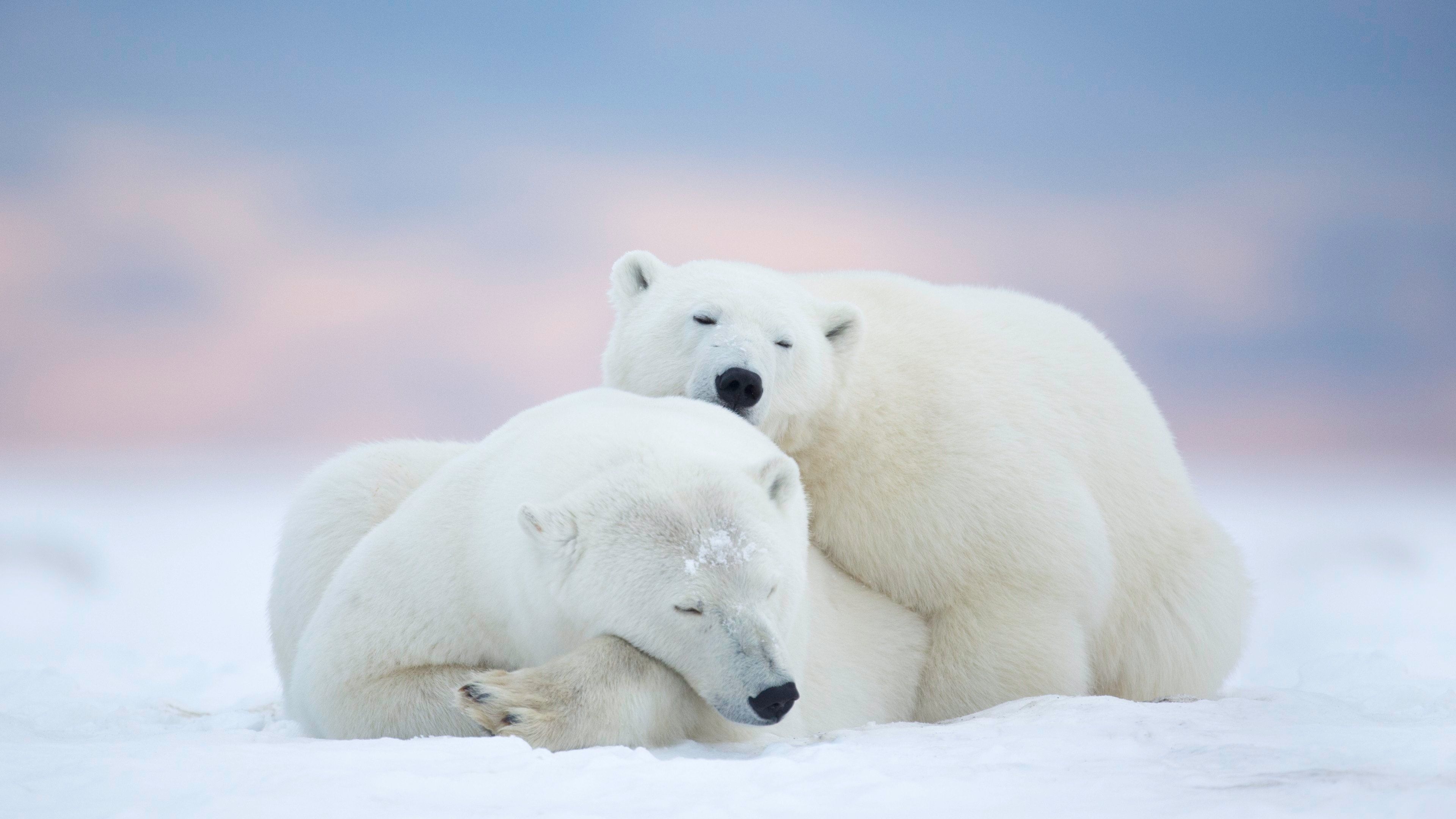 3840x2160 Free download Animals Wild Polar Bears HD Wallpaper 4K Wallpaper [] for your Desktop, Mobile & Tablet. Explore Polar Bear Wallpaper HD. Polar Bear Wallpaper Free Download, Bear, Desktop