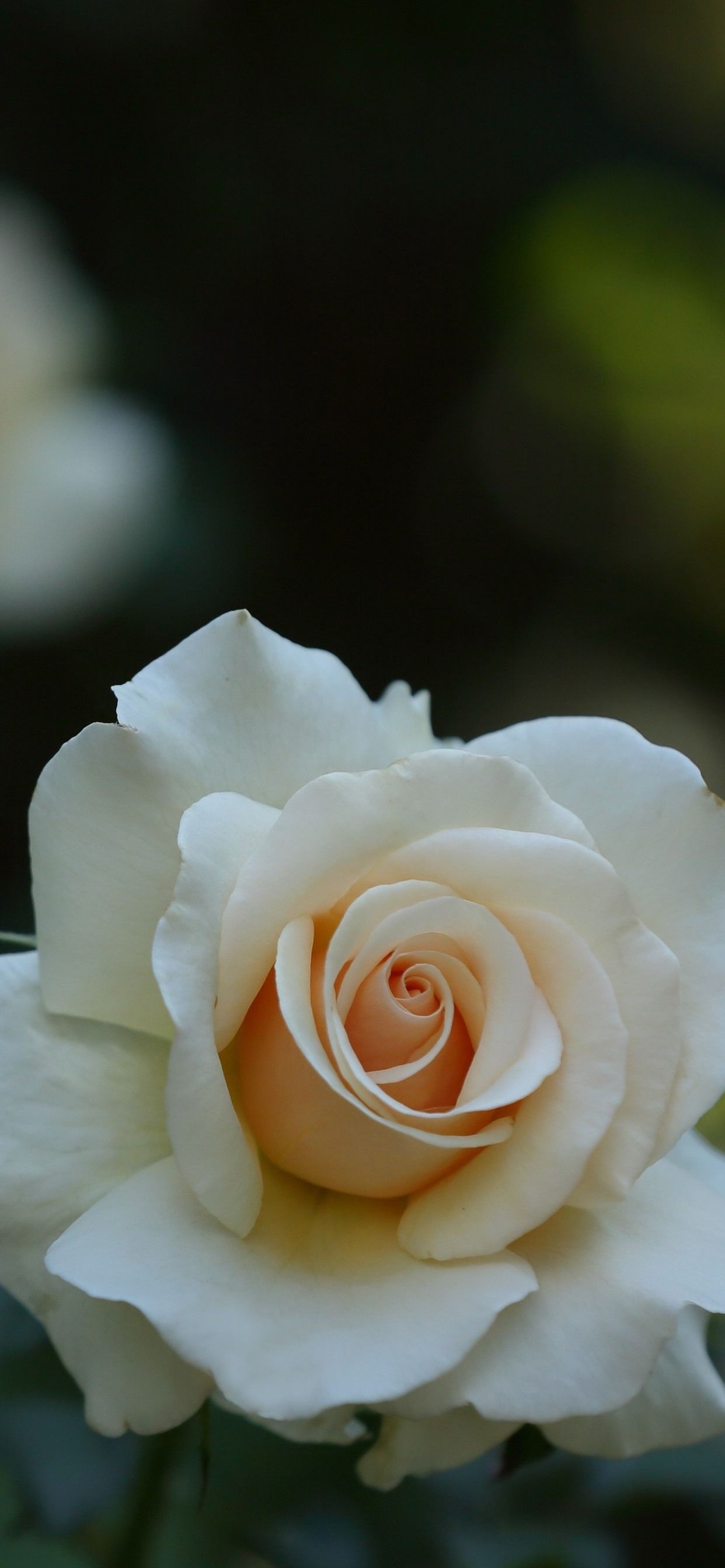 1250x2690 White Roses Wallpaper, Phone