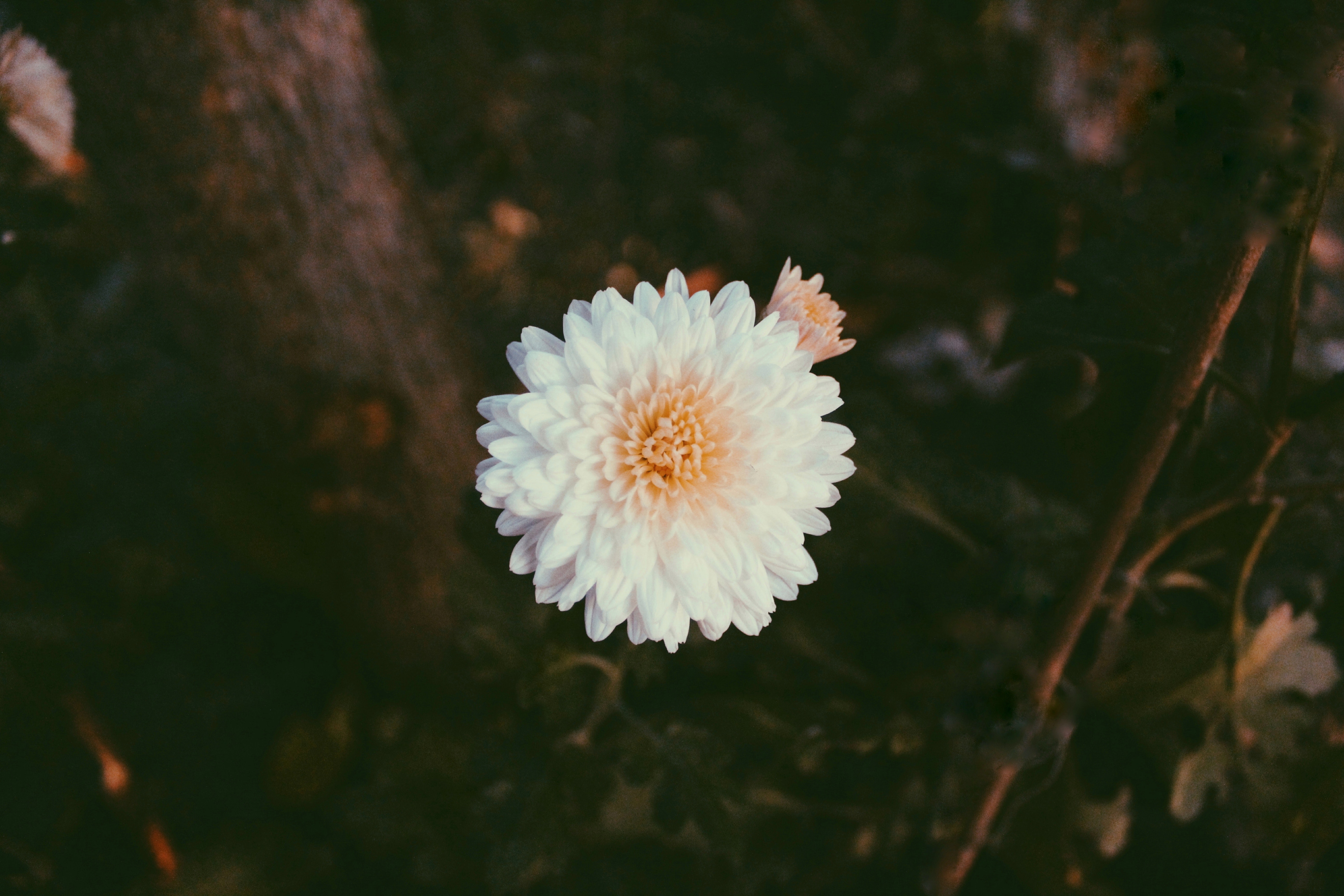 5190x3460 Free of beautiful flowers, vsco, Desktop