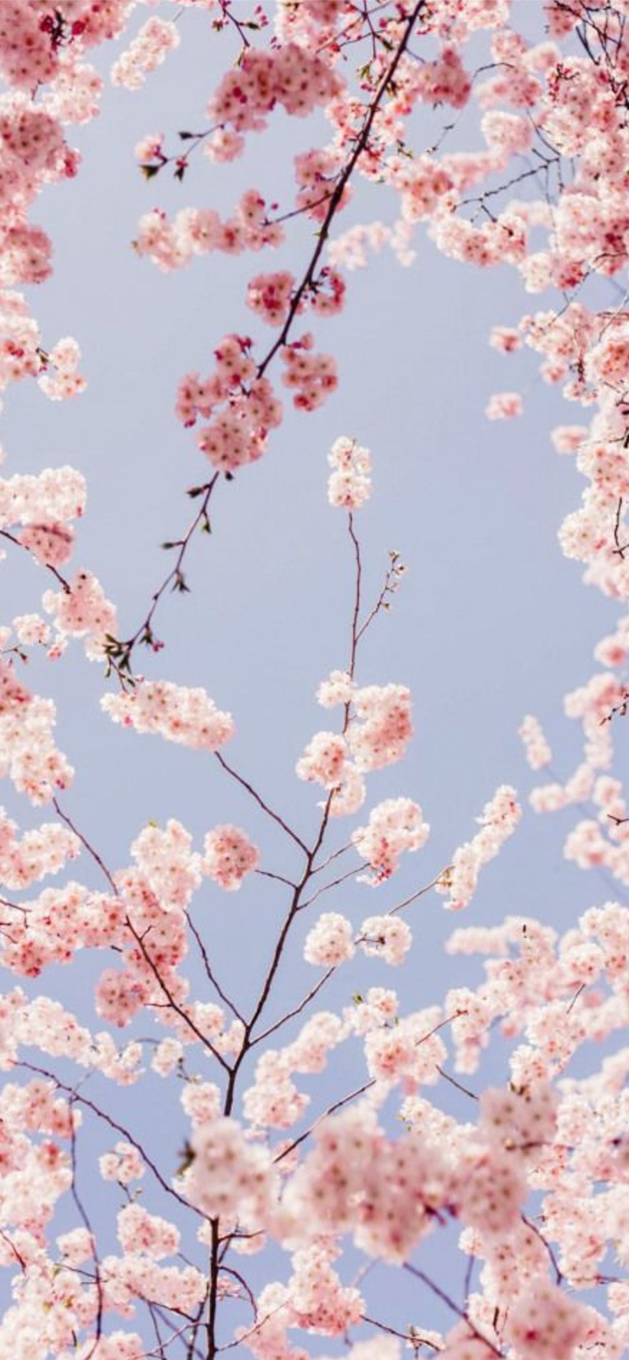 1290x2780 Best Cherry blossoms iPhone HD Wallpaper, Phone