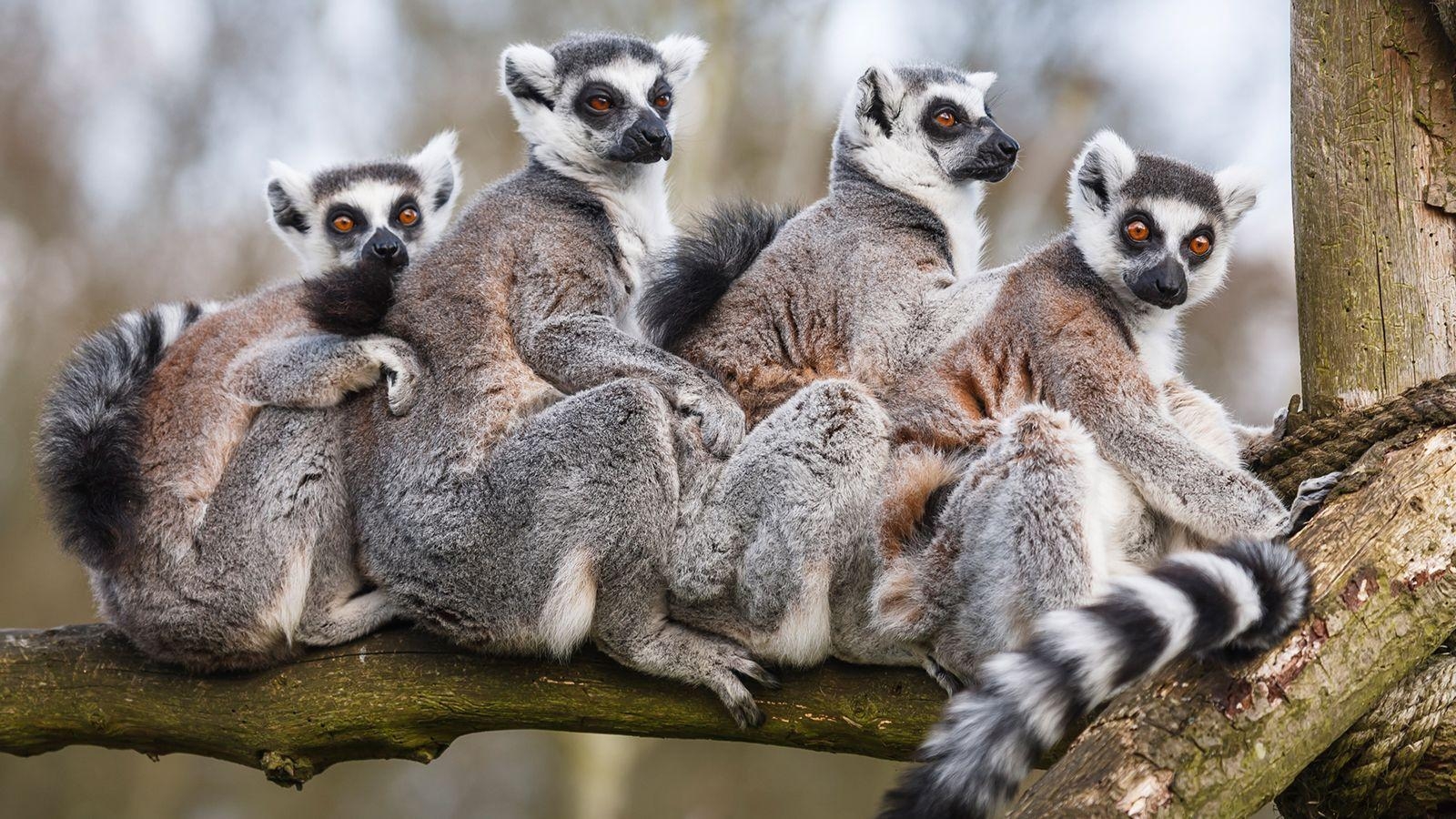 1600x900 Ring Tailed Lemur in Tree (34 Wallpaper), Desktop