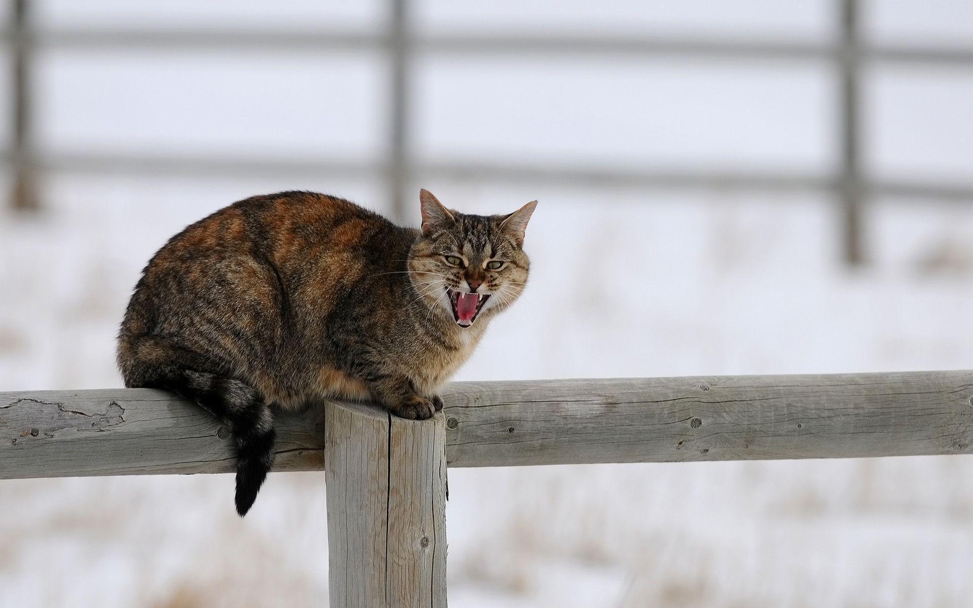 1920x1200 Angry cat on the fence says meow wallpaper and image, Desktop