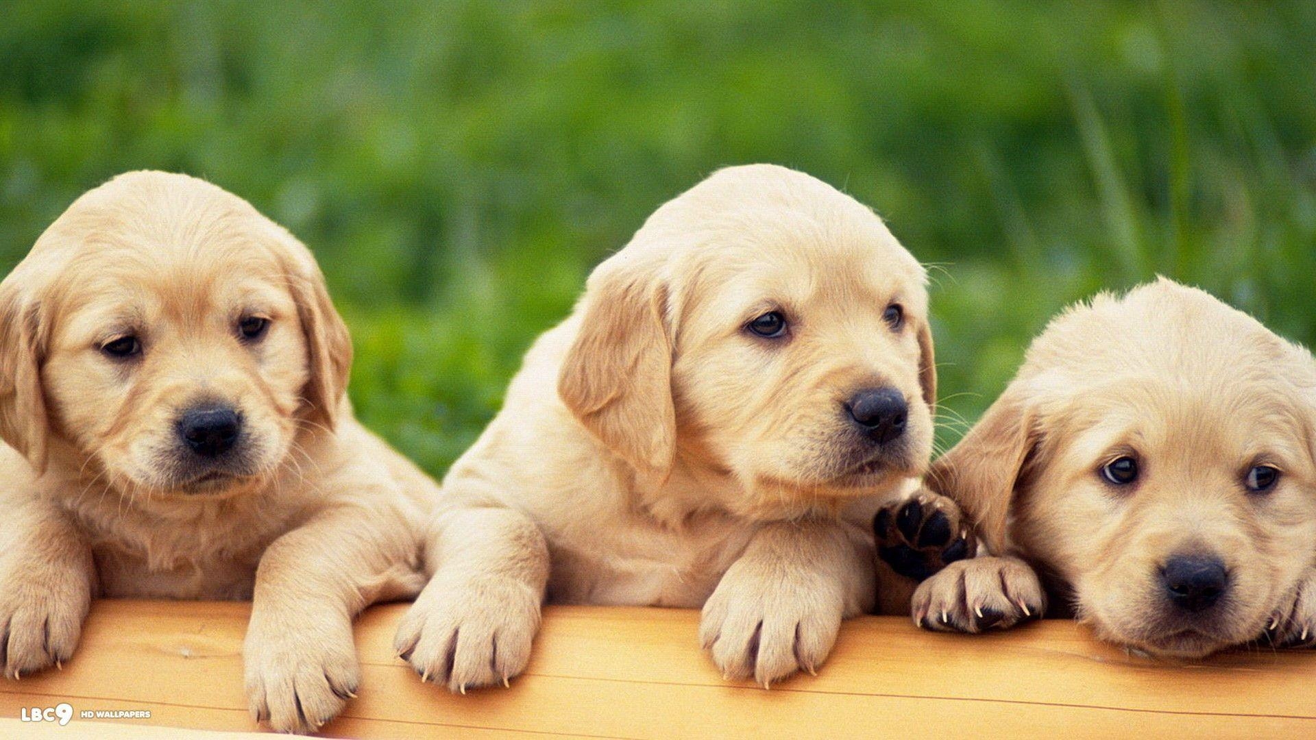 1920x1080 Labrador Wallpaper Wallpaper Inn, Desktop