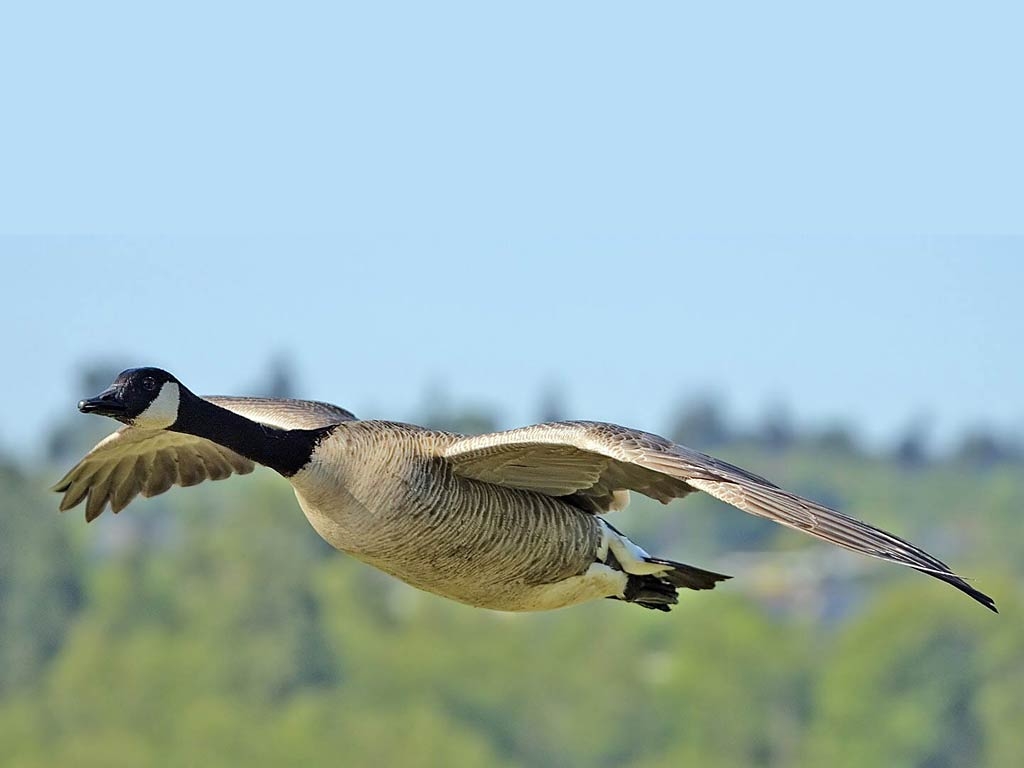 1030x770 Goose, Desktop