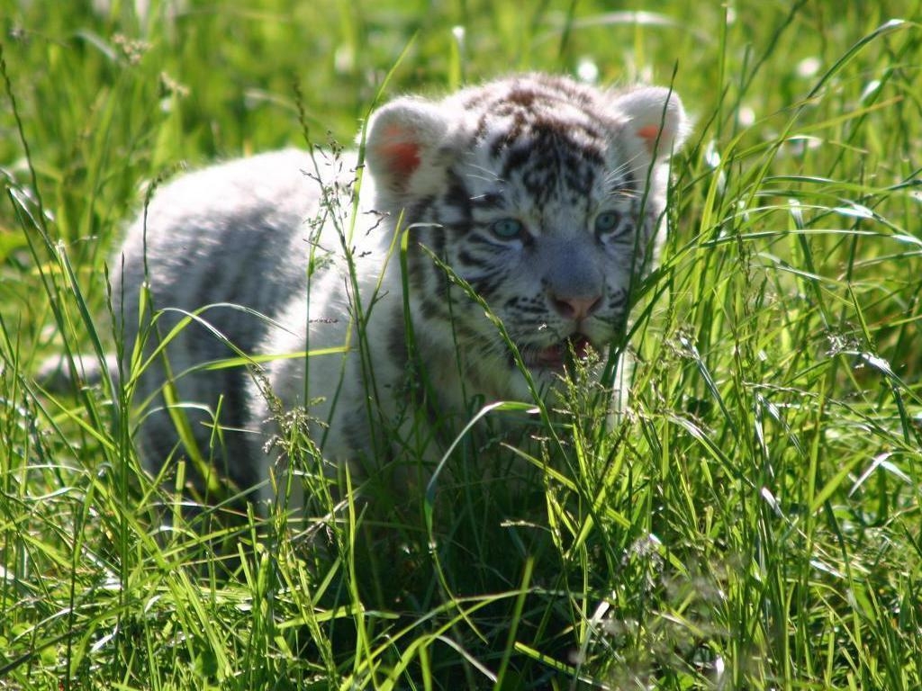 1030x770 White Tiger Cub Wallpaper 10790 HD Wallpaper in Animals, Desktop