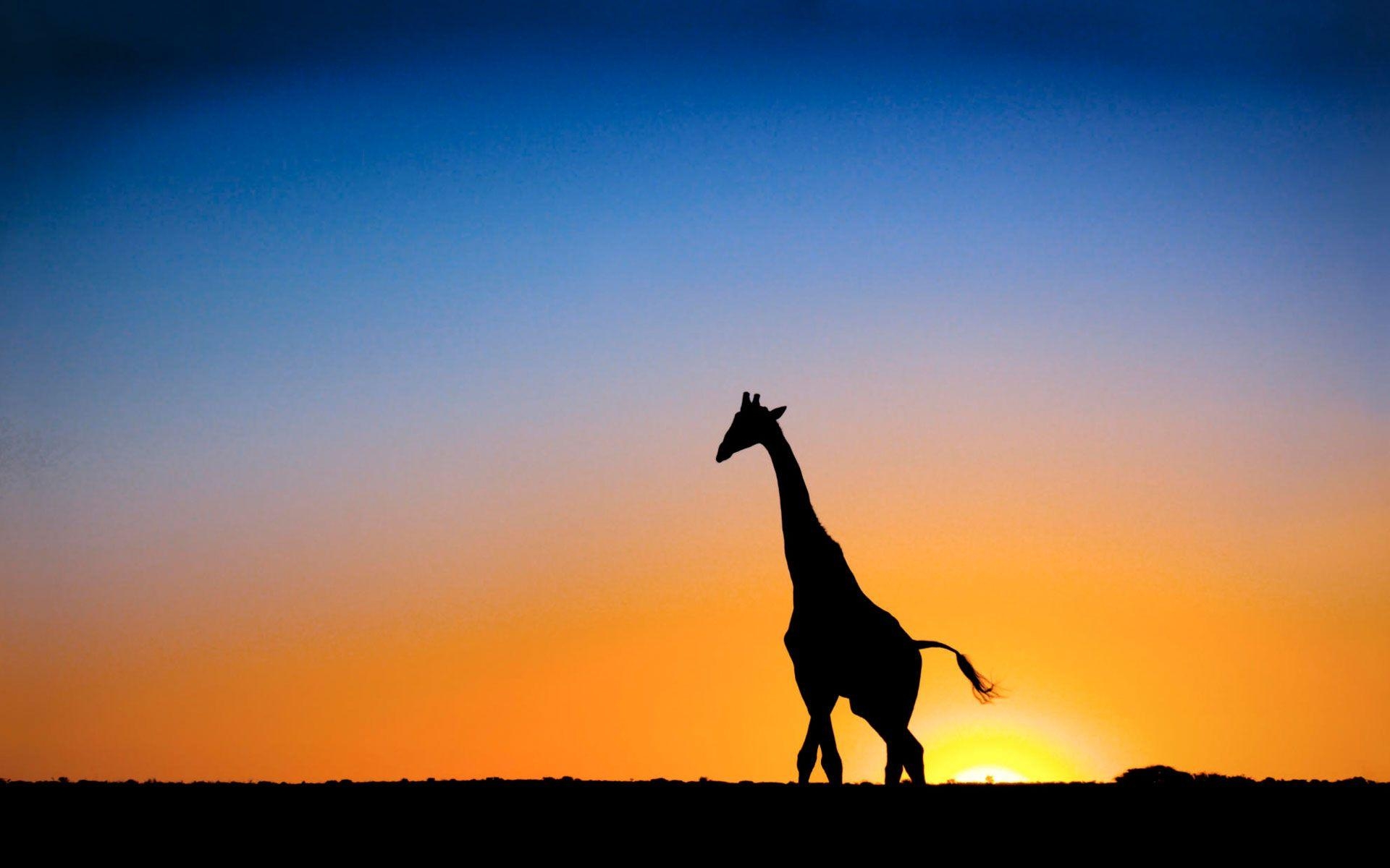 1920x1200 Sunset & Giraffe Botswana Wallpaper, Desktop