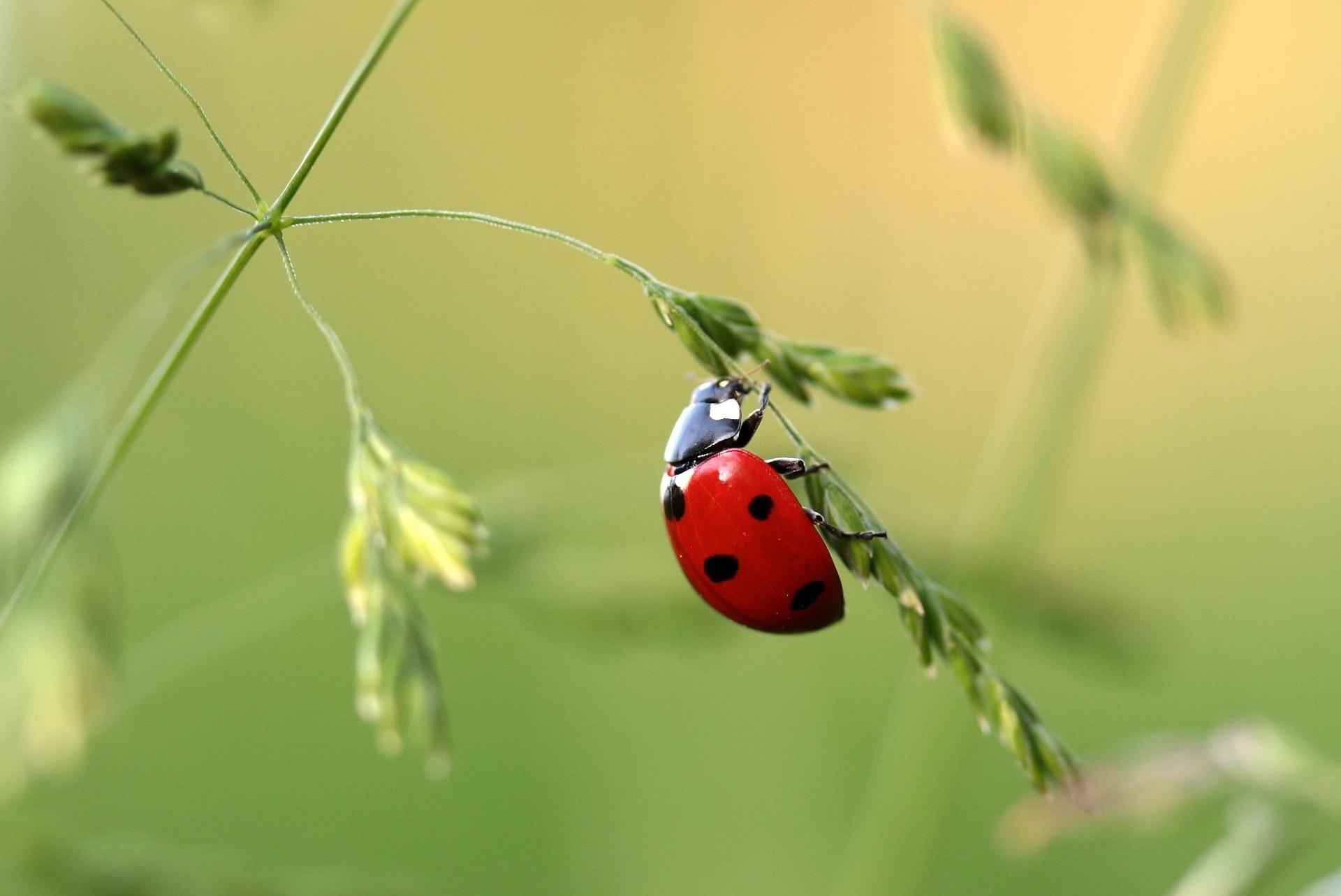 1920x1290 Close Up Photo of Ladybug on Leaf during Daytime · Free, Desktop