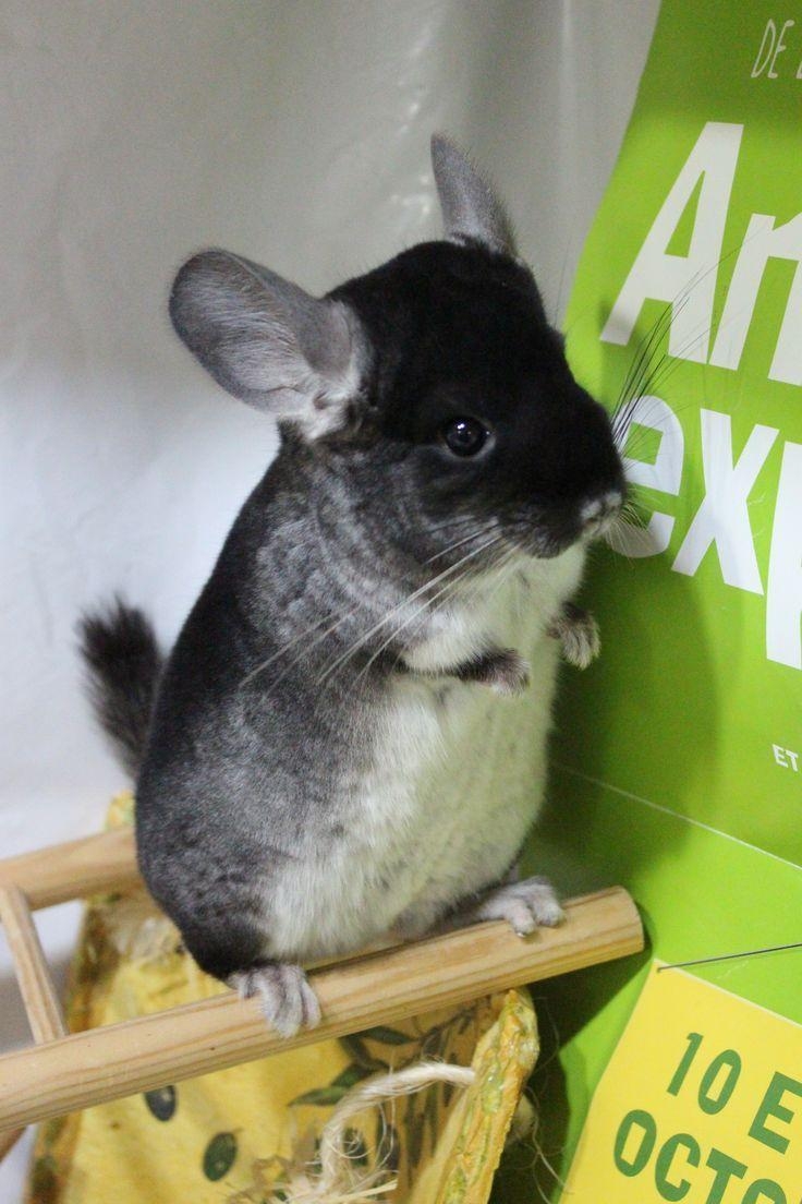 740x1110 best chinchilla love image. Chinchillas, Phone