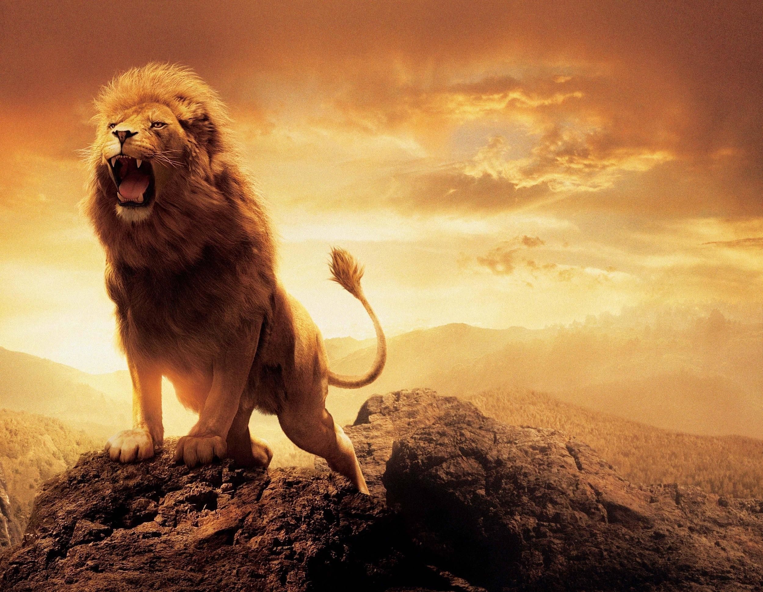 2500x1940 Lion HD Wallpaper Download HD Wallpaper, Desktop