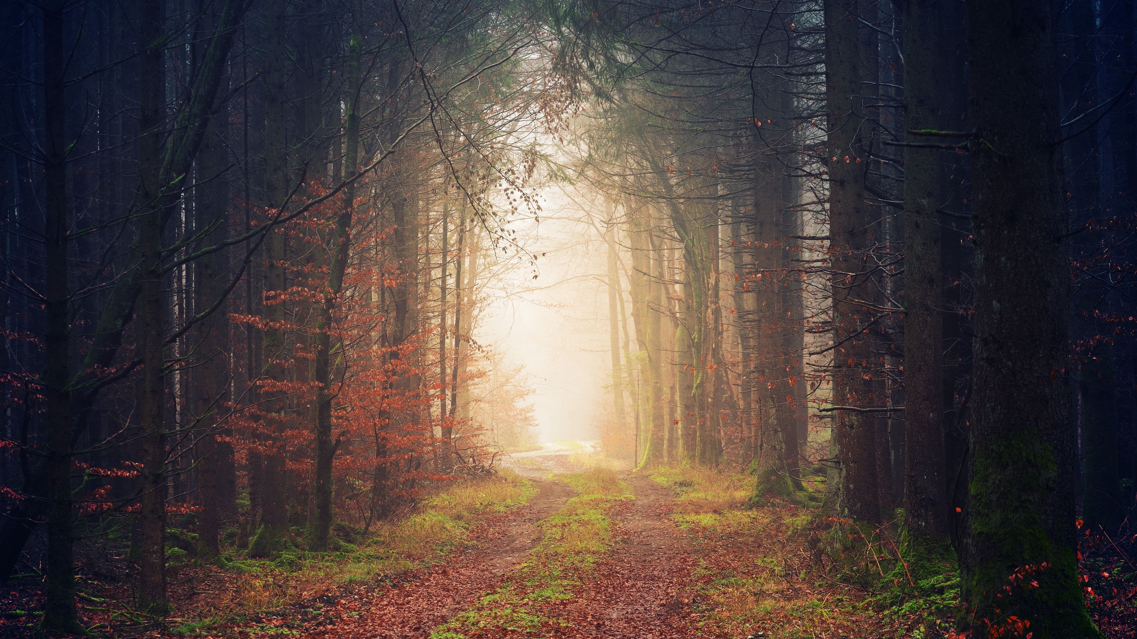 3840x2160 Download wallpaper  autumn, trees, fog, path, foliage 4k, Desktop