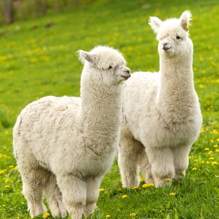 900x900 Alpaca vs Llama wallpaper Alpaca Wallpaper for Free Download, Phone