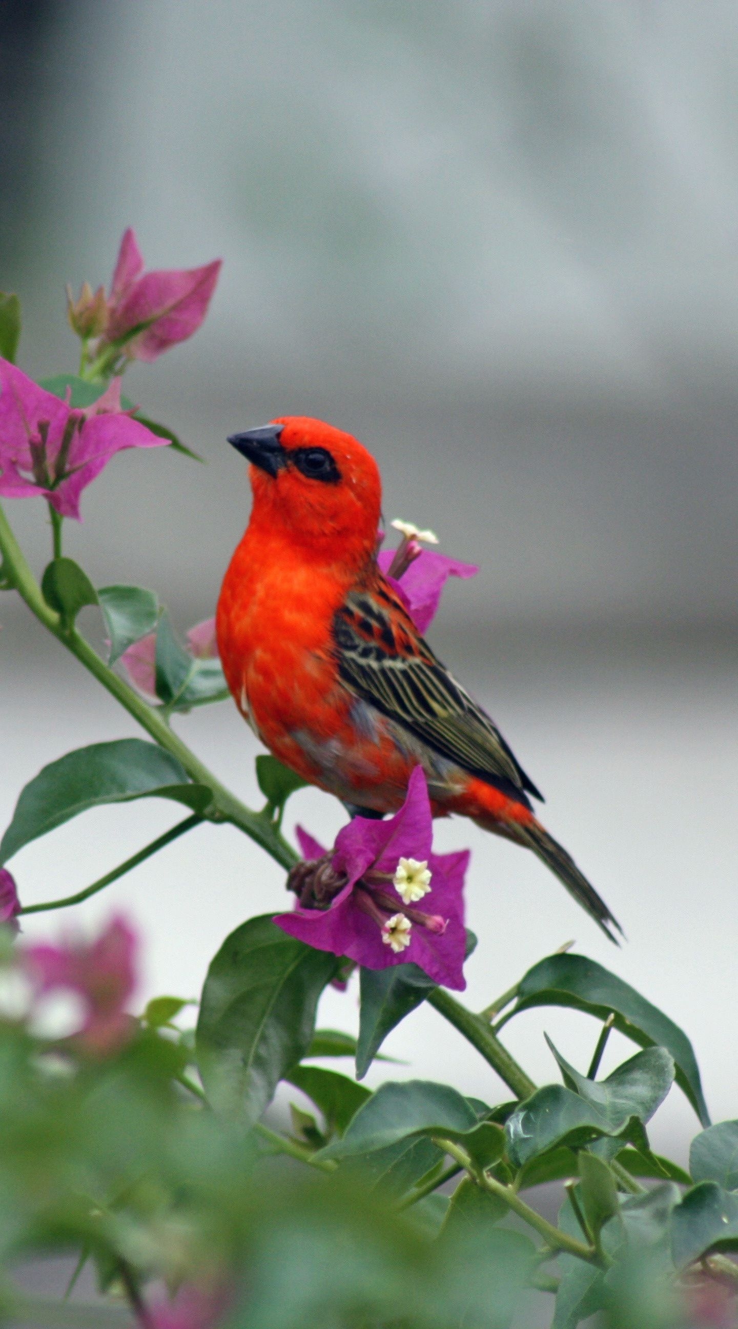 1440x2600 Cute, Small, Red Bird, Wallpaper Wallpaper For Small Phone, Phone