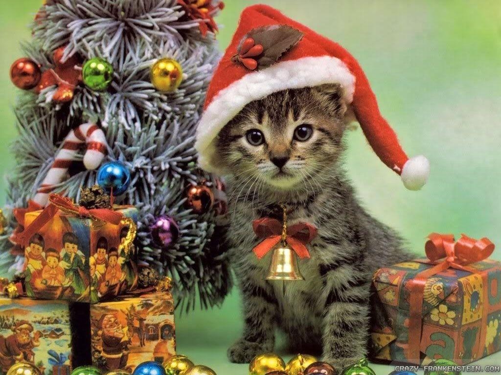 1030x770 Christmas Cat Wallpaper, Desktop