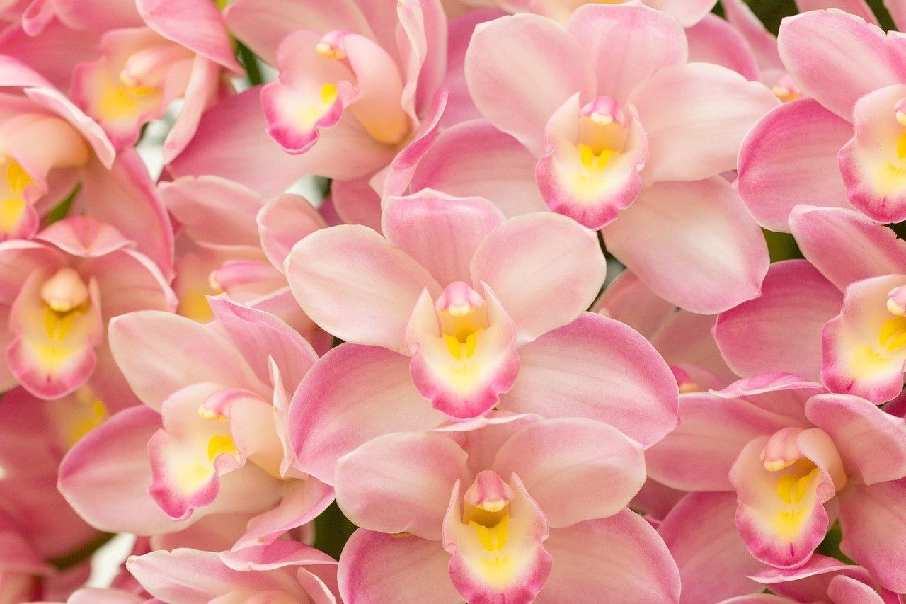 1280x860 Orchid Wallpaper Free Orchid Background, Desktop