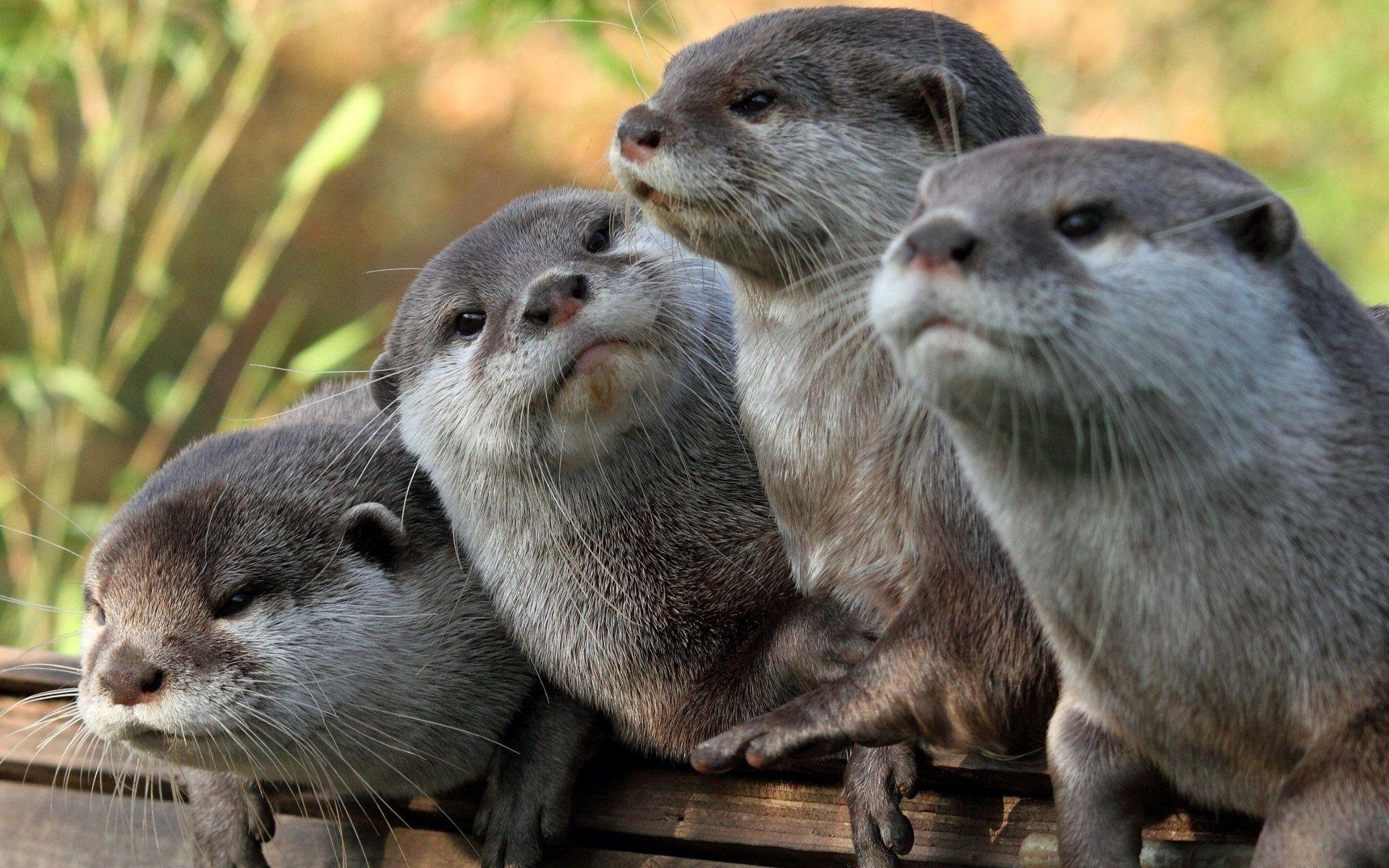 1920x1200 Otter Wallpaper HD 15327, Desktop