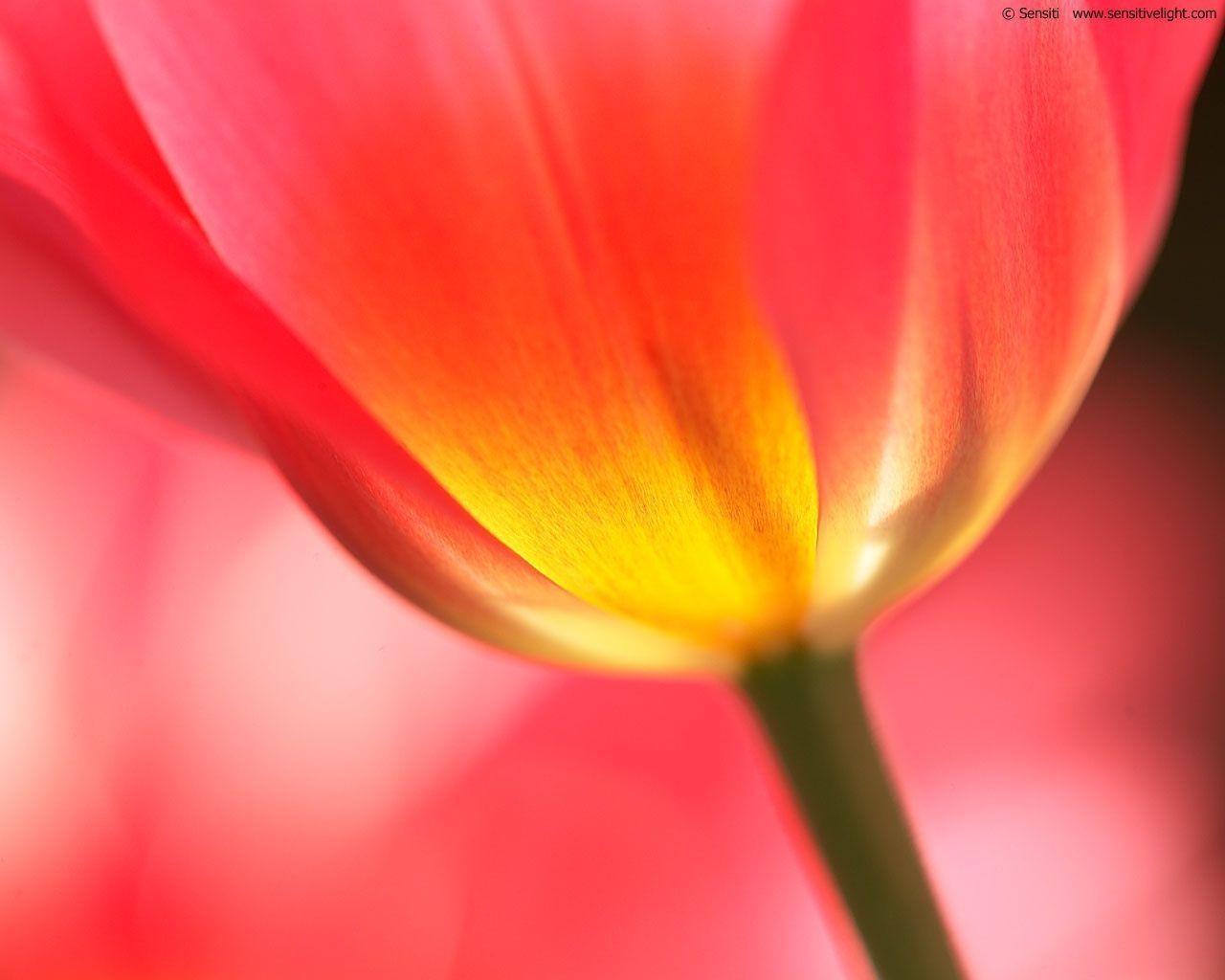 1280x1030 Red tulip wallpaper. Red tulip, Desktop