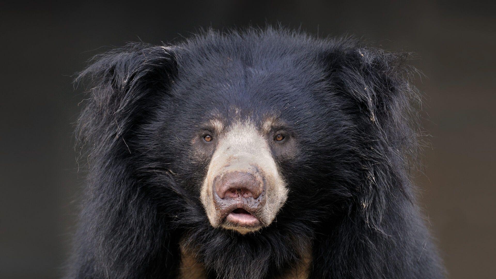 1920x1080 Sloth Bear. San Diego Zoo Animals & Plants. Sloth bear, Desktop