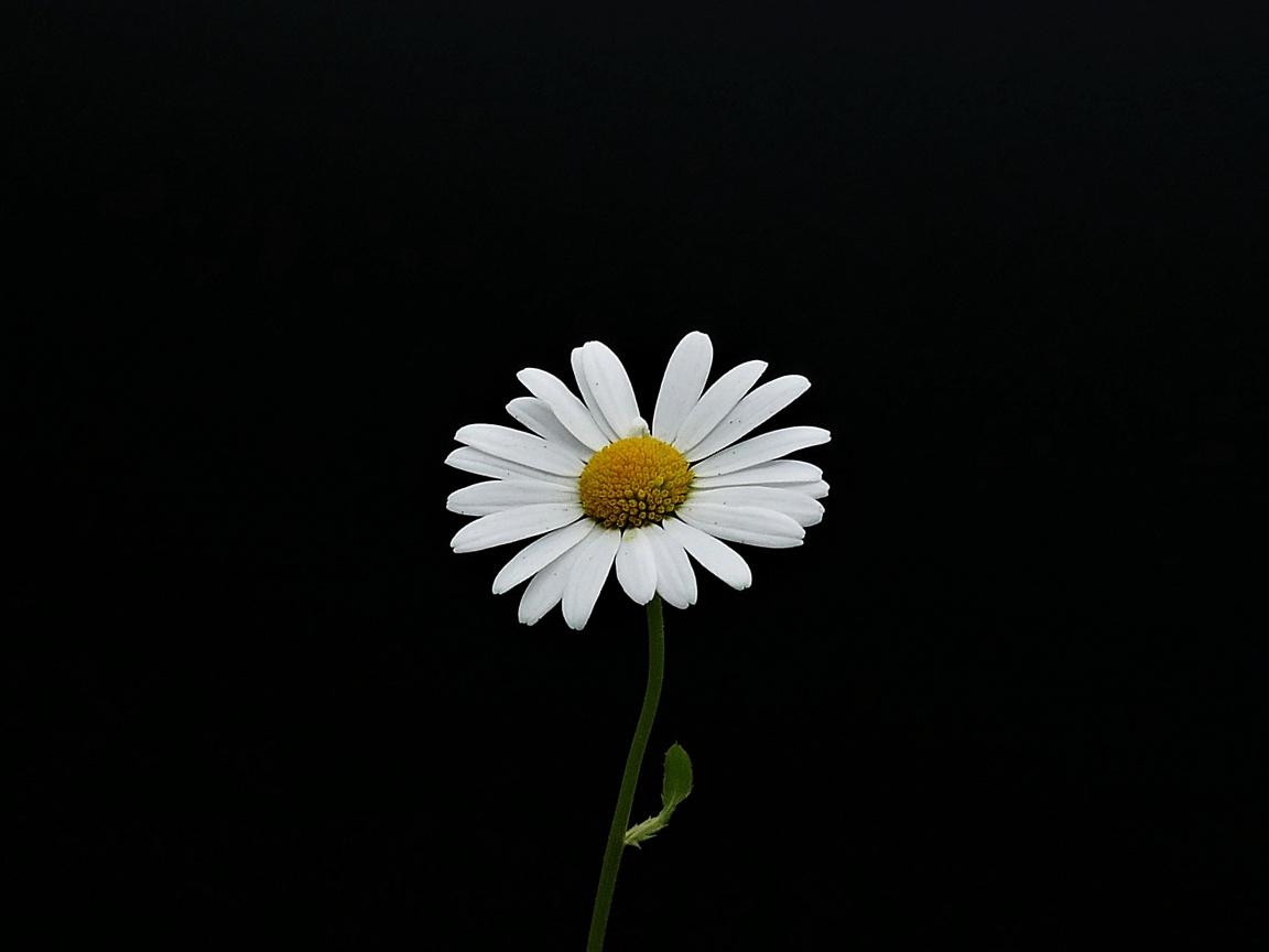 1160x870 Simple Daisy Wallpaper Free Simple Daisy Background, Desktop