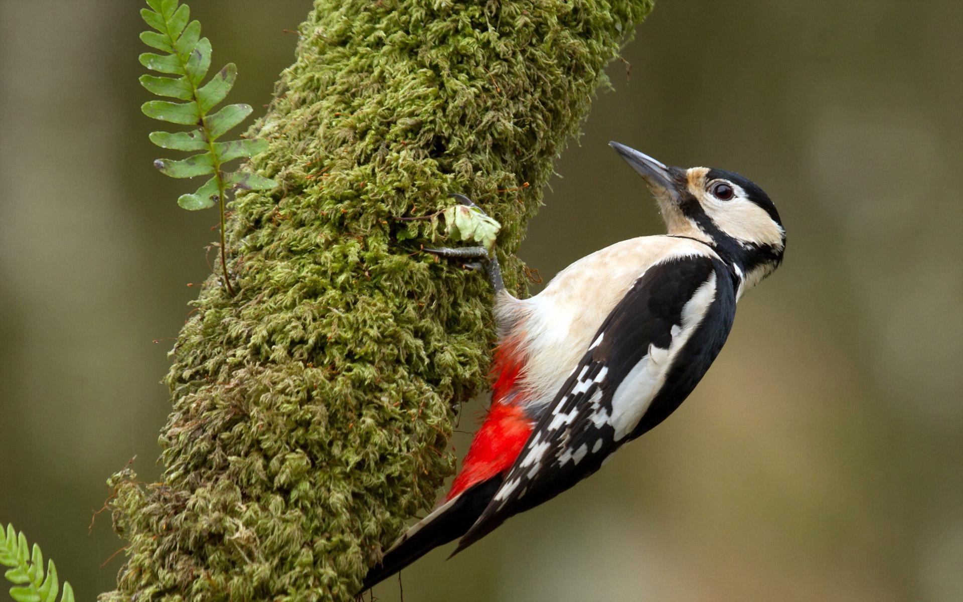 1920x1200 Fantastic Woodpecker wallpaperx1200, Desktop