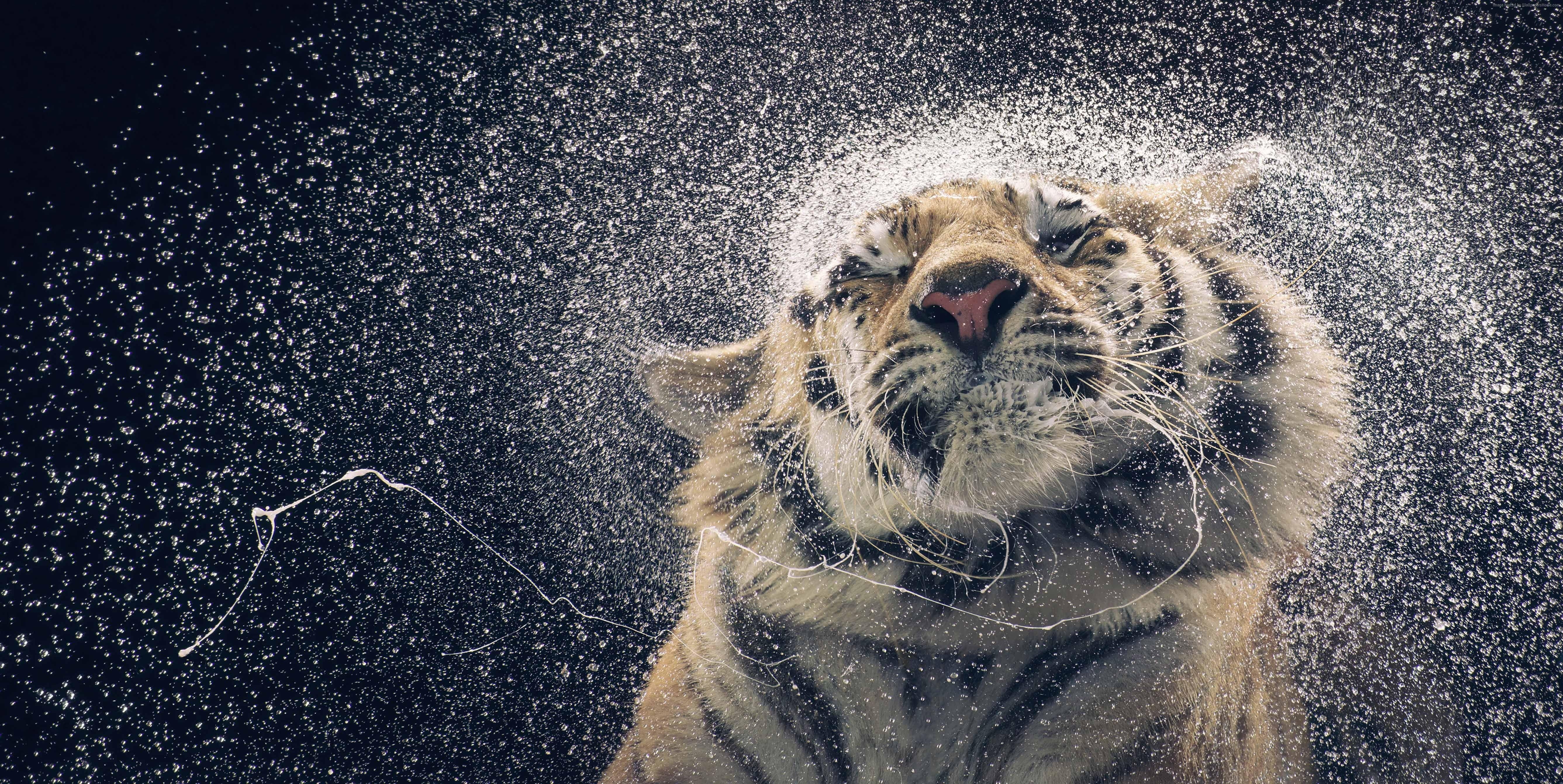 5350x2690 Wet Tiger Wild Animal 5K Wallpaper, Desktop