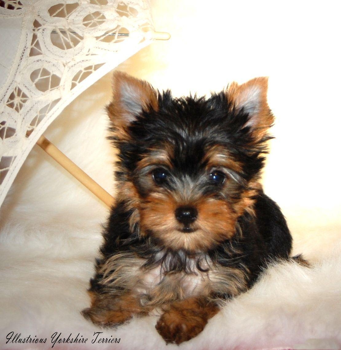 1110x1140 Yorkies By Elainea Available For Wallpaper With Image Of Puppies, Phone