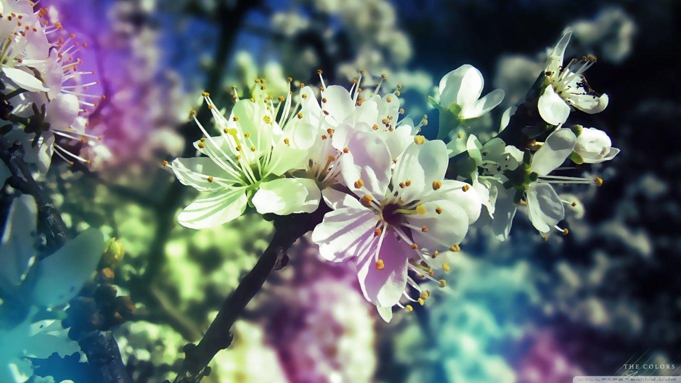 1370x770 Colorful Spring HD desktop wallpaper, Widescreen, Desktop