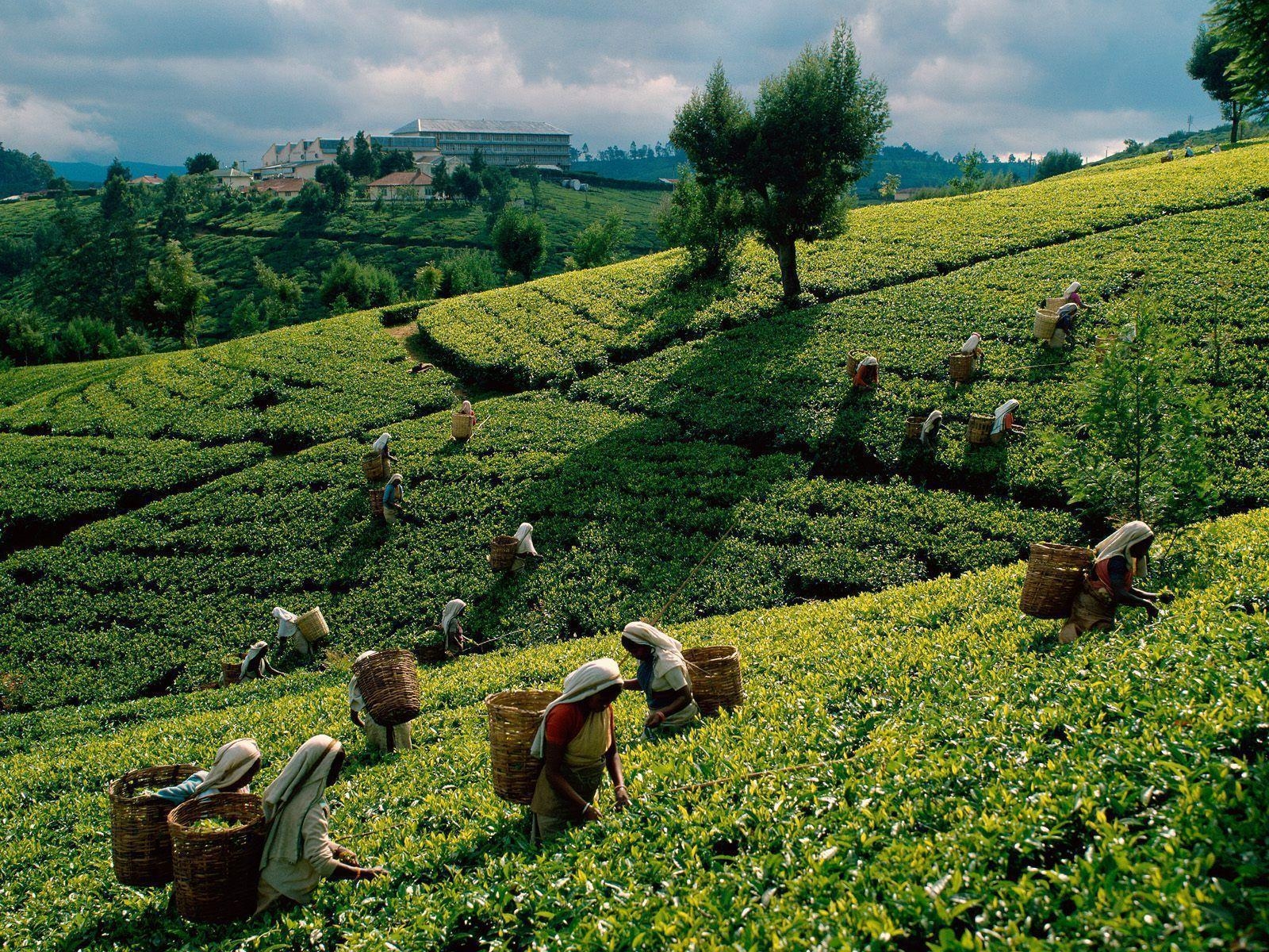 1600x1200 Free HQ Tea Harvest Sri Lanka Wallpaper HQ Wallpaper, Desktop