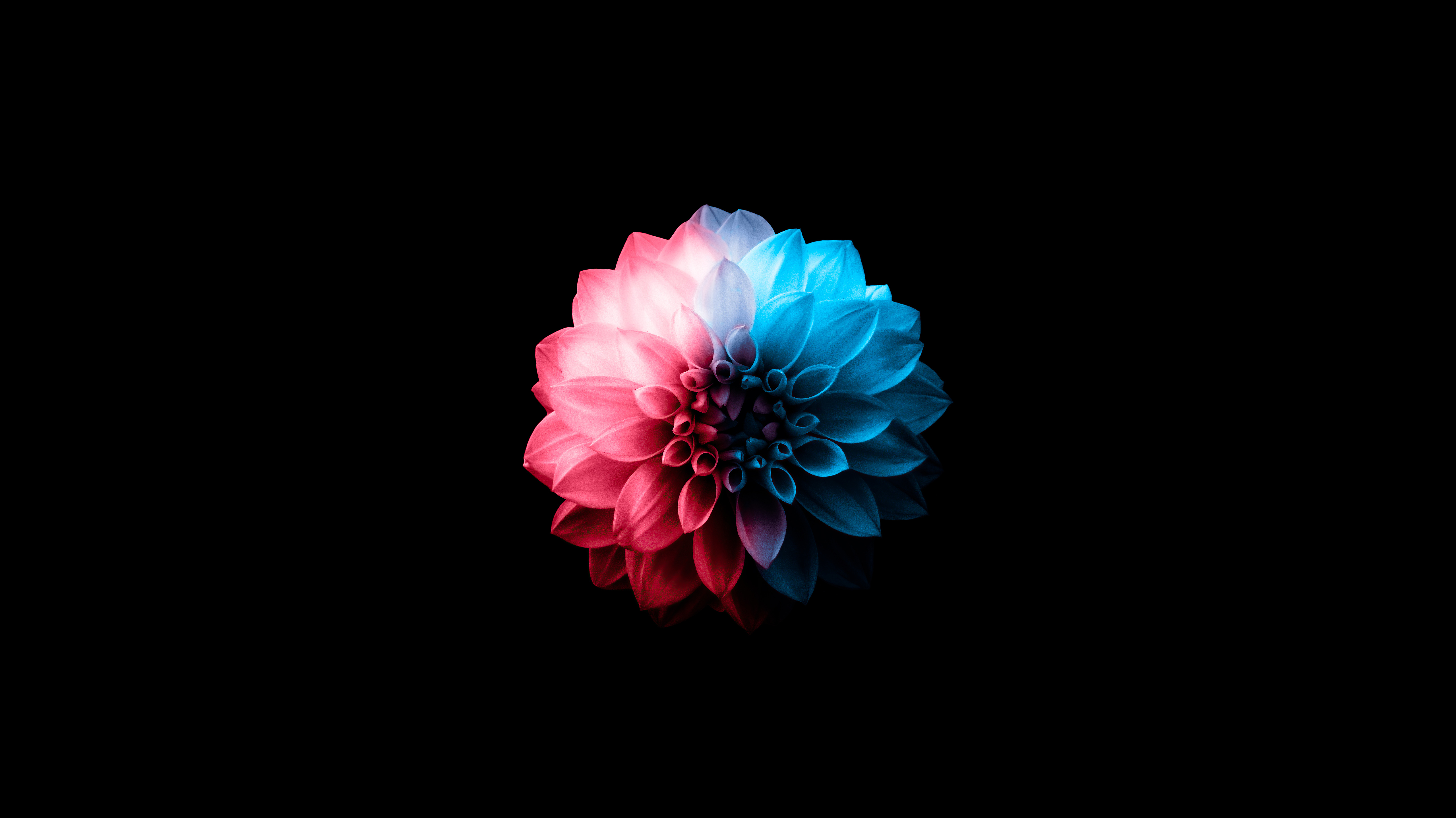 5120x2880 Wallpaper 4k Flower Oled Dark 4k Wallpaper, Desktop