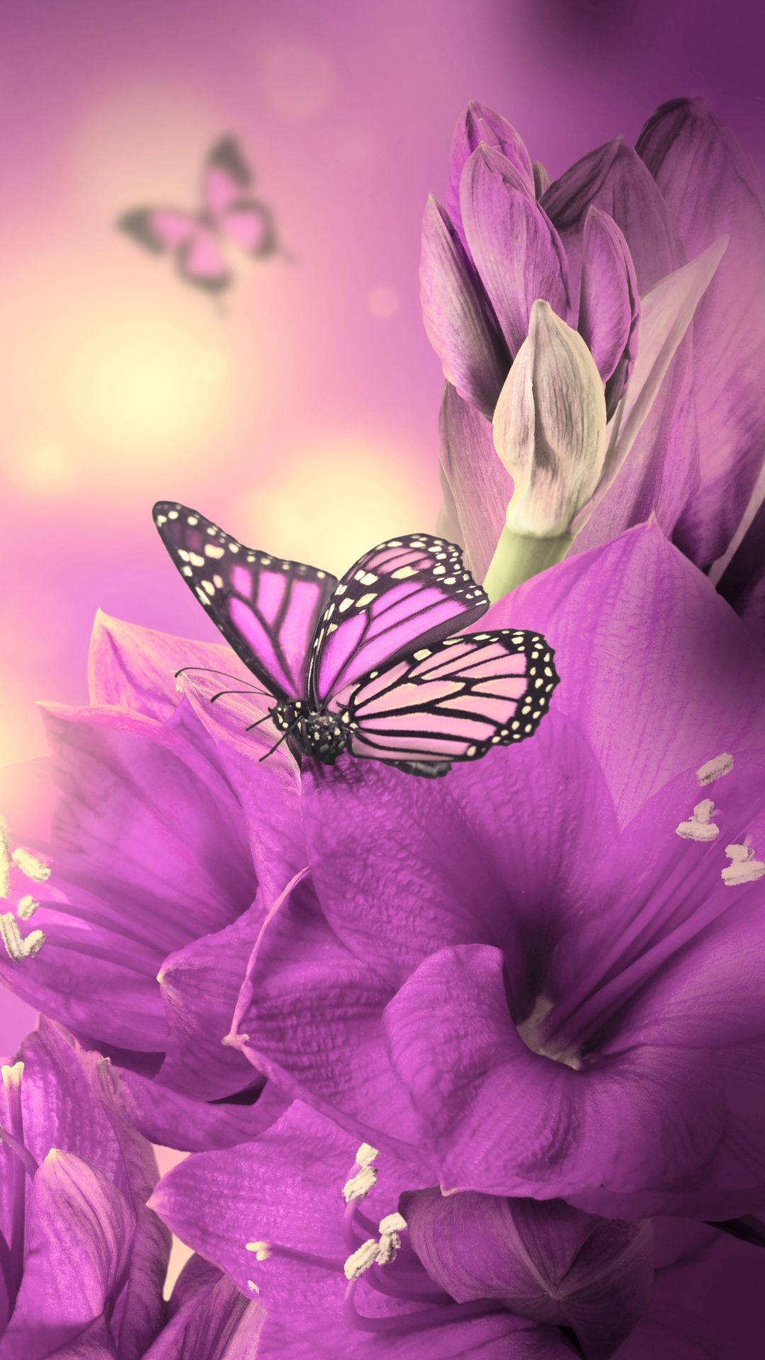 1080x1920 Primula Purple Butterfly iPhone 8 Wallpaper Free Download, Phone