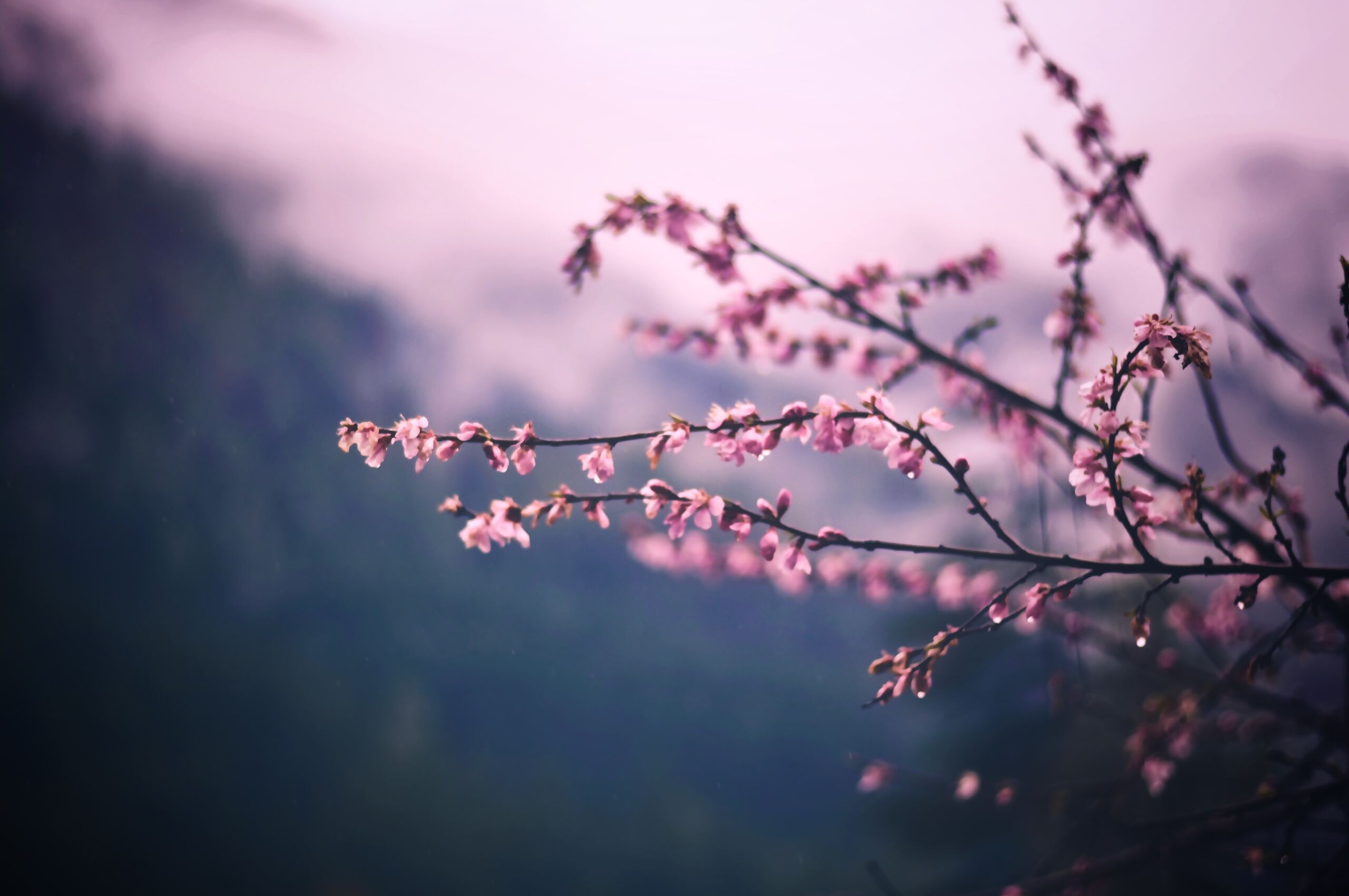 2560x1700 Pink Blossom Tree Branch Spring 5k Chromebook Pixel HD 4k Wallpaper, Image, Background, Photo and Picture, Desktop