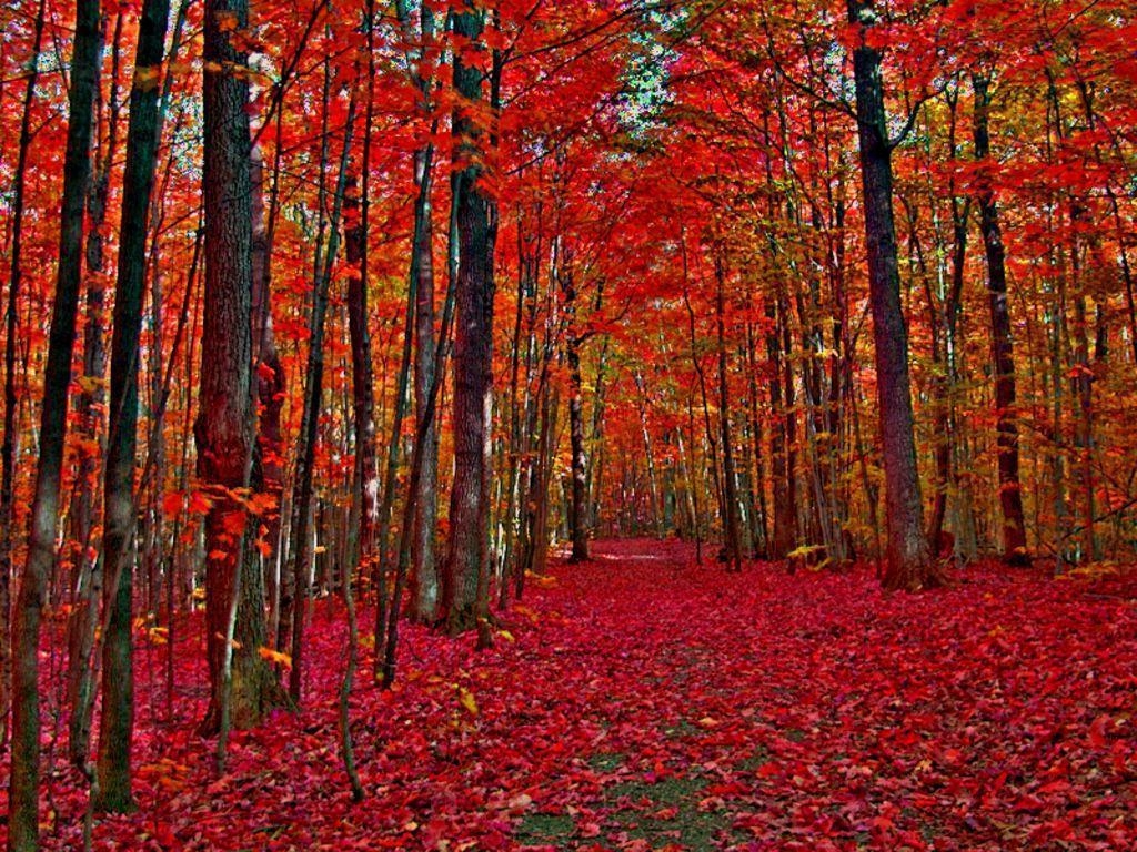 1030x770 Autumn trees. Canada in Autumn Wallpaper The Free, Desktop