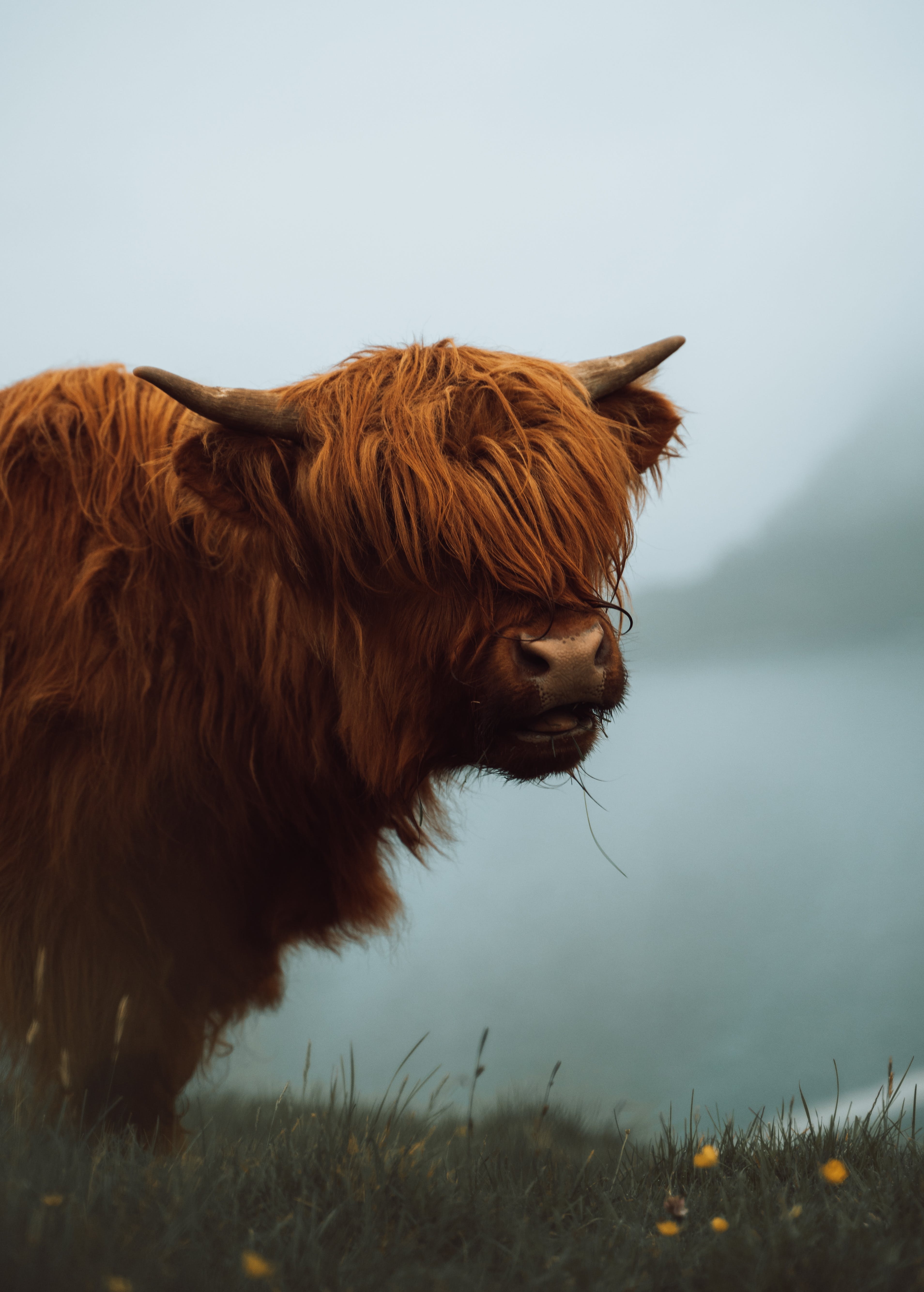 3820x5340 Highland Cattle Photo, Download The BEST Free Highland Cattle & HD Image, Phone