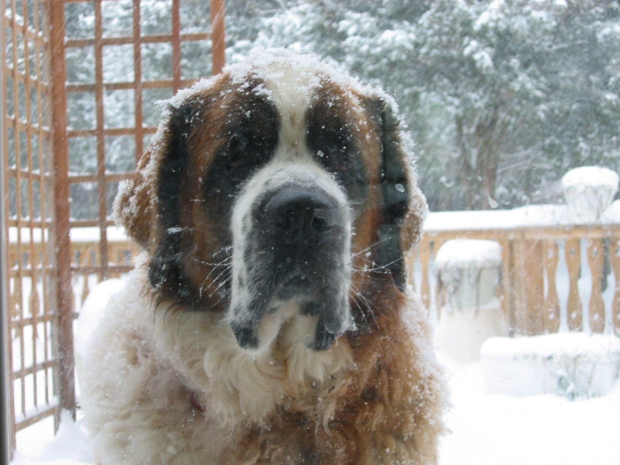 2050x1540 Saint Bernard At The Snow Wallpaper Picture, Desktop