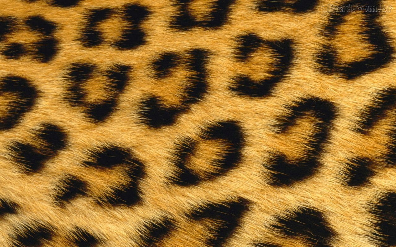 1280x800 Leopard Print Natural HD Wallpaper Animal Print for Desktop Wallpaper High Resolution. 東京都, Desktop