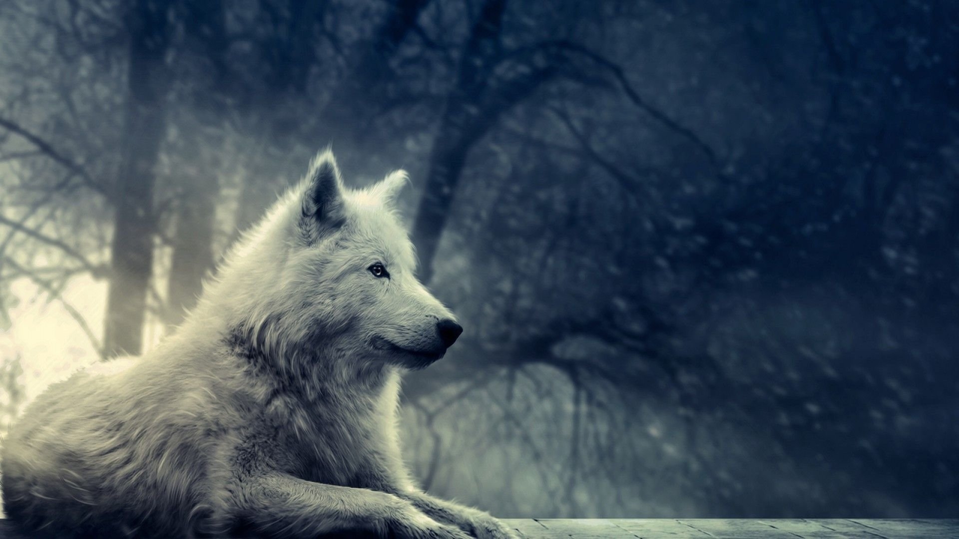 1920x1080 Fantasy Pic of Wolf HD wallpaper, Desktop