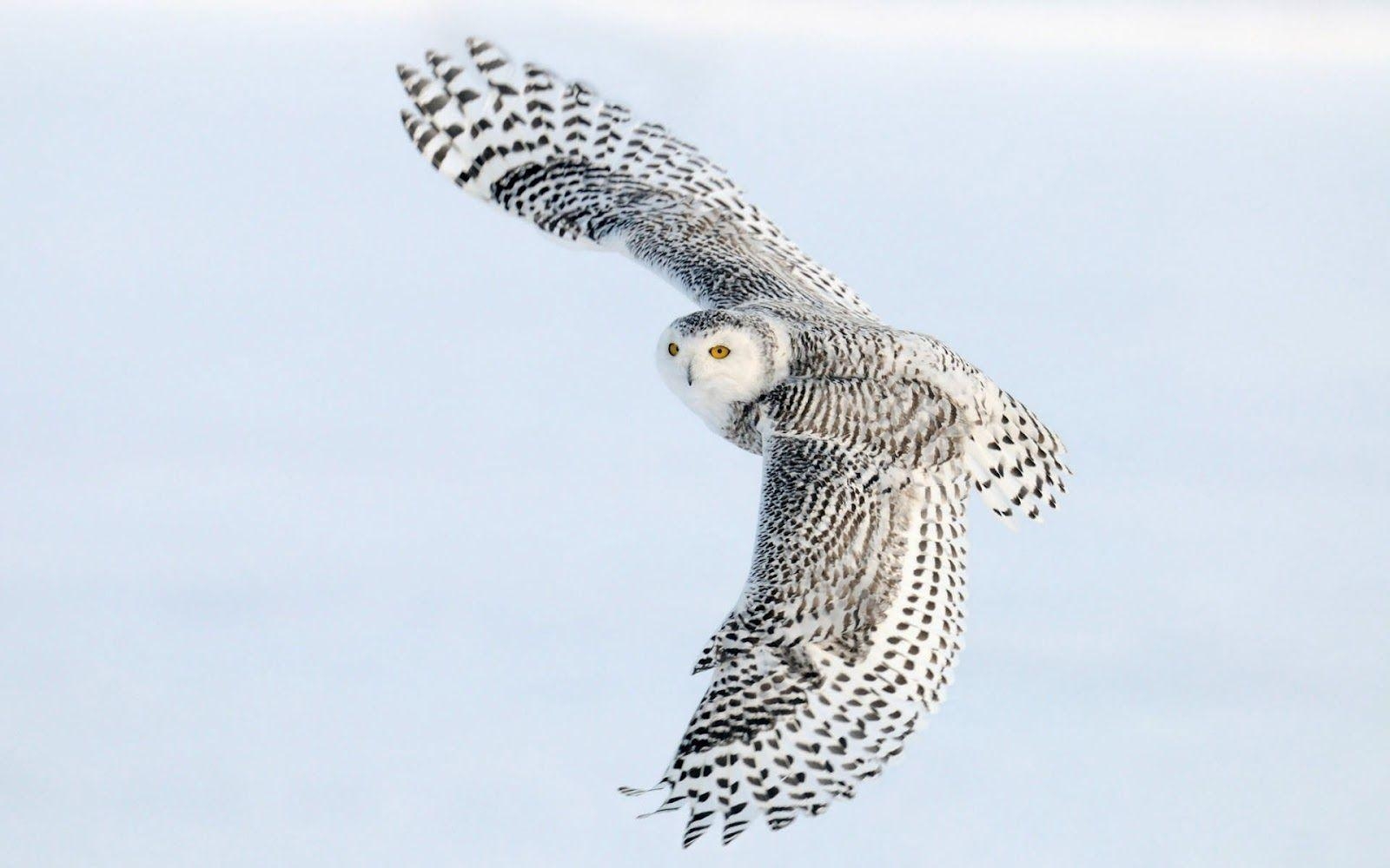 1600x1000 Free White Owl Wallpaper 30383  px, Desktop