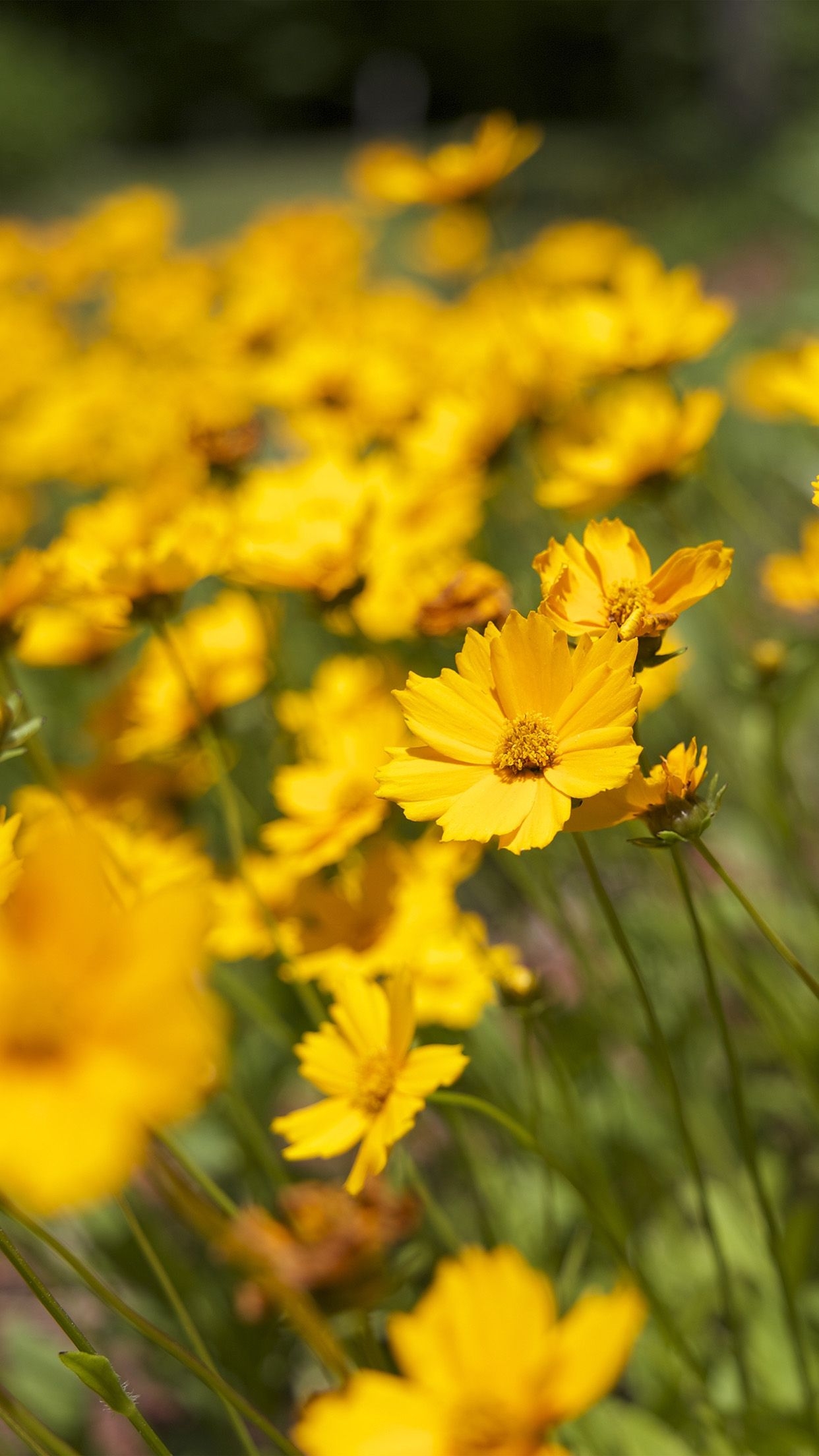 1250x2210 Yellow Flower Wallpaper iPhone, Phone