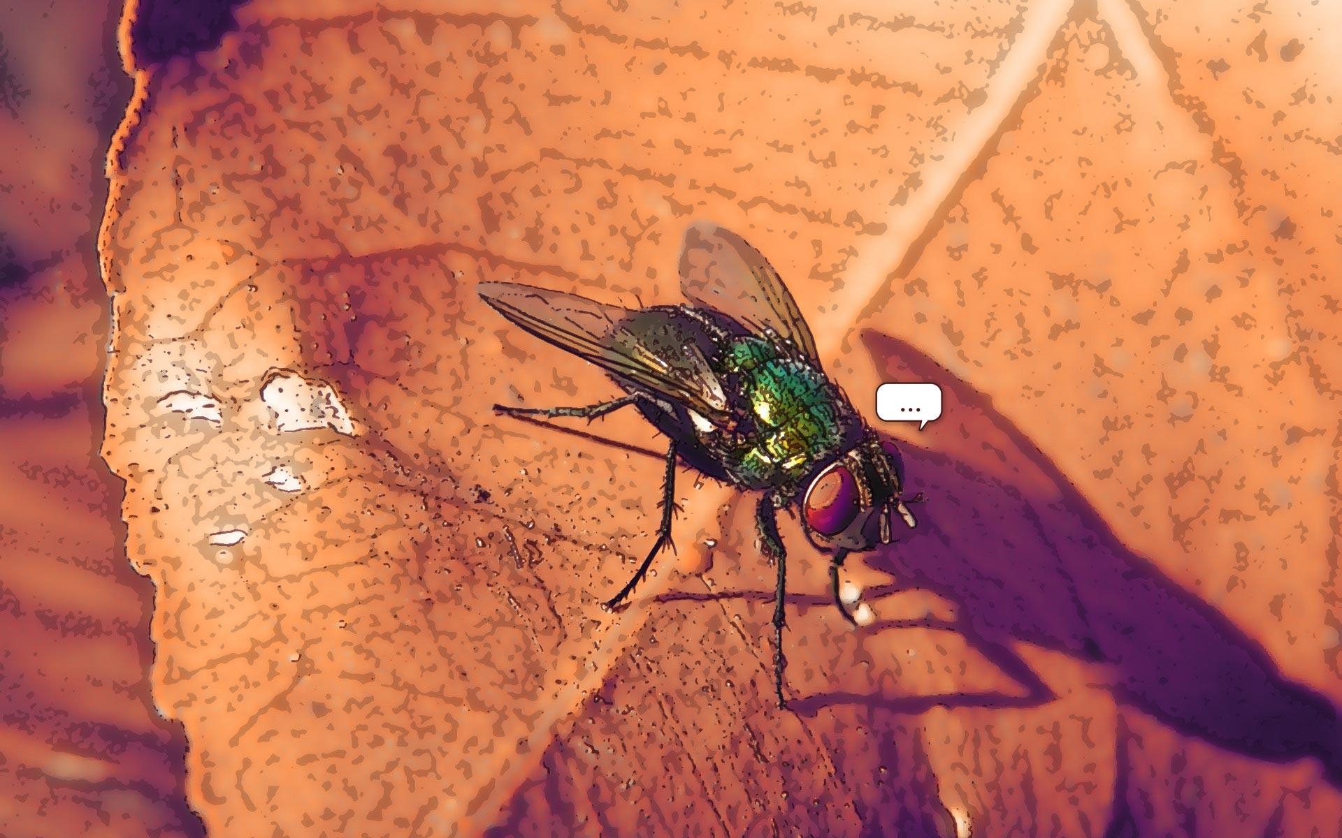 1920x1200 housefly. HD Windows Wallpaper, Desktop