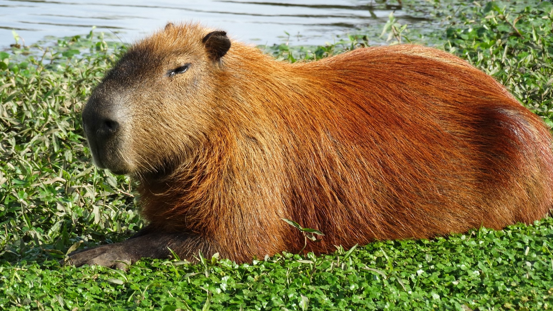 1920x1080 Capybara HD Wallpaper, Desktop