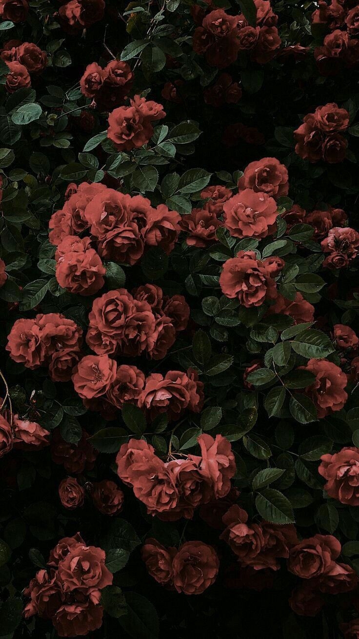 740x1310 Aesthetic Rose Wallpaper, Phone